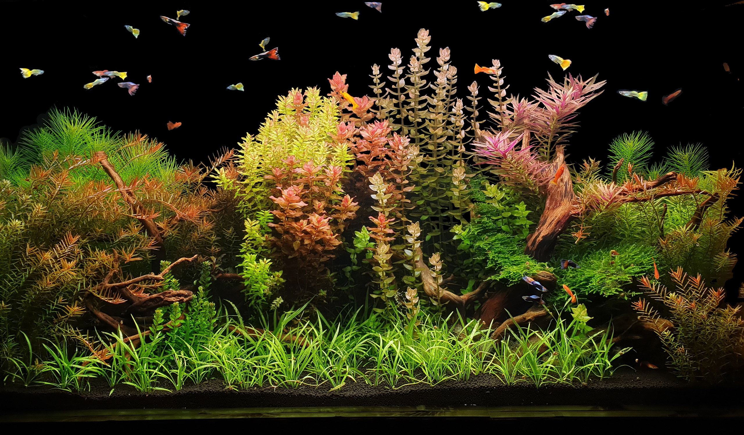 Формы жизни | ADA Галерея Москва. Аквариумист Максим Ерёмин. Aqua Maxim