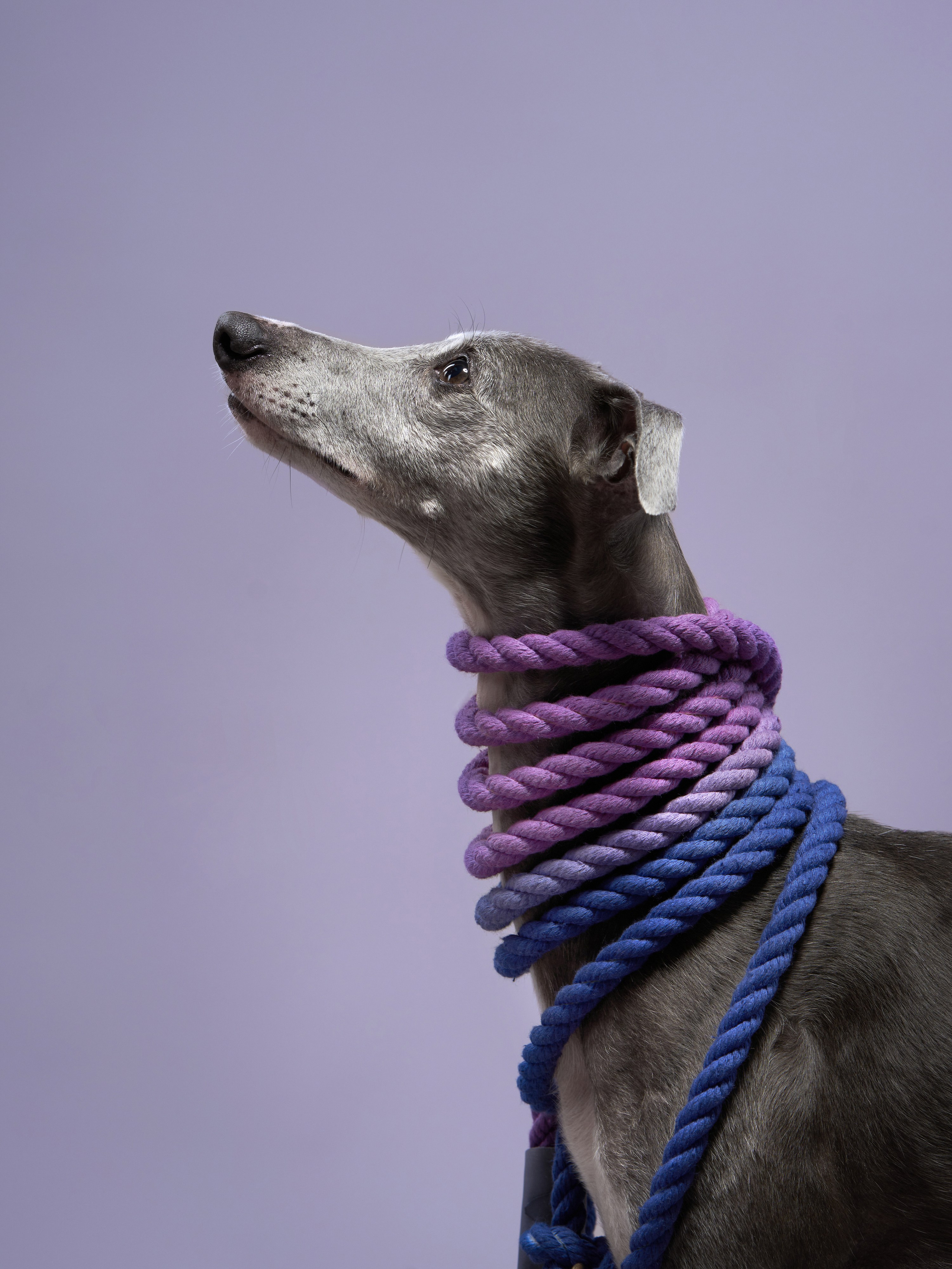 Pet Advertising Photography | Commercial Shoots with Dogs & Cats. Dog photographer Averianova Anna — Art photography of dogs