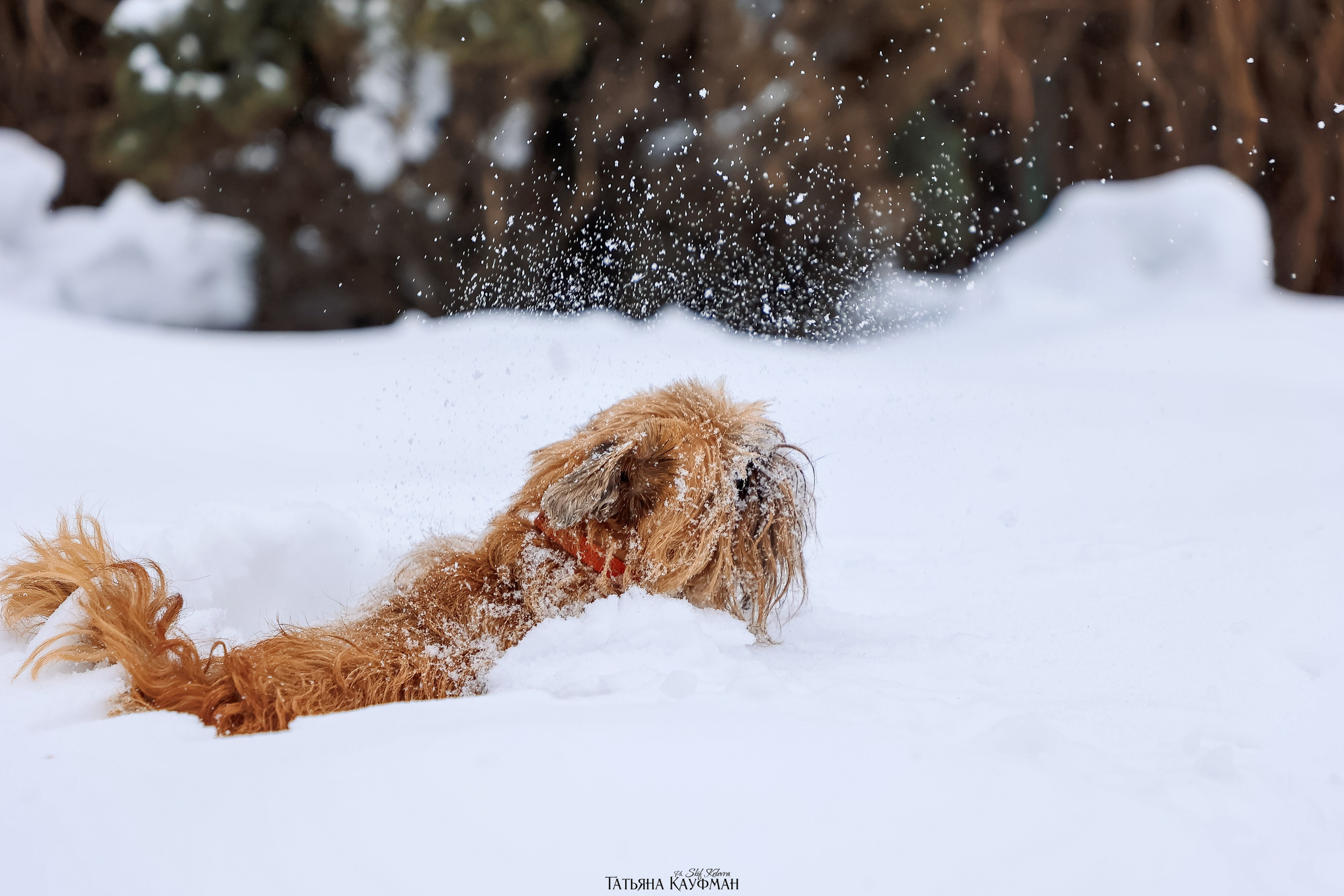 Брюссельский гриффон, фотография гриффон, красивая собака, фотограф анималист, фотокурс Анималистика, научиться фотографировать собак, фотограф Новосибирск