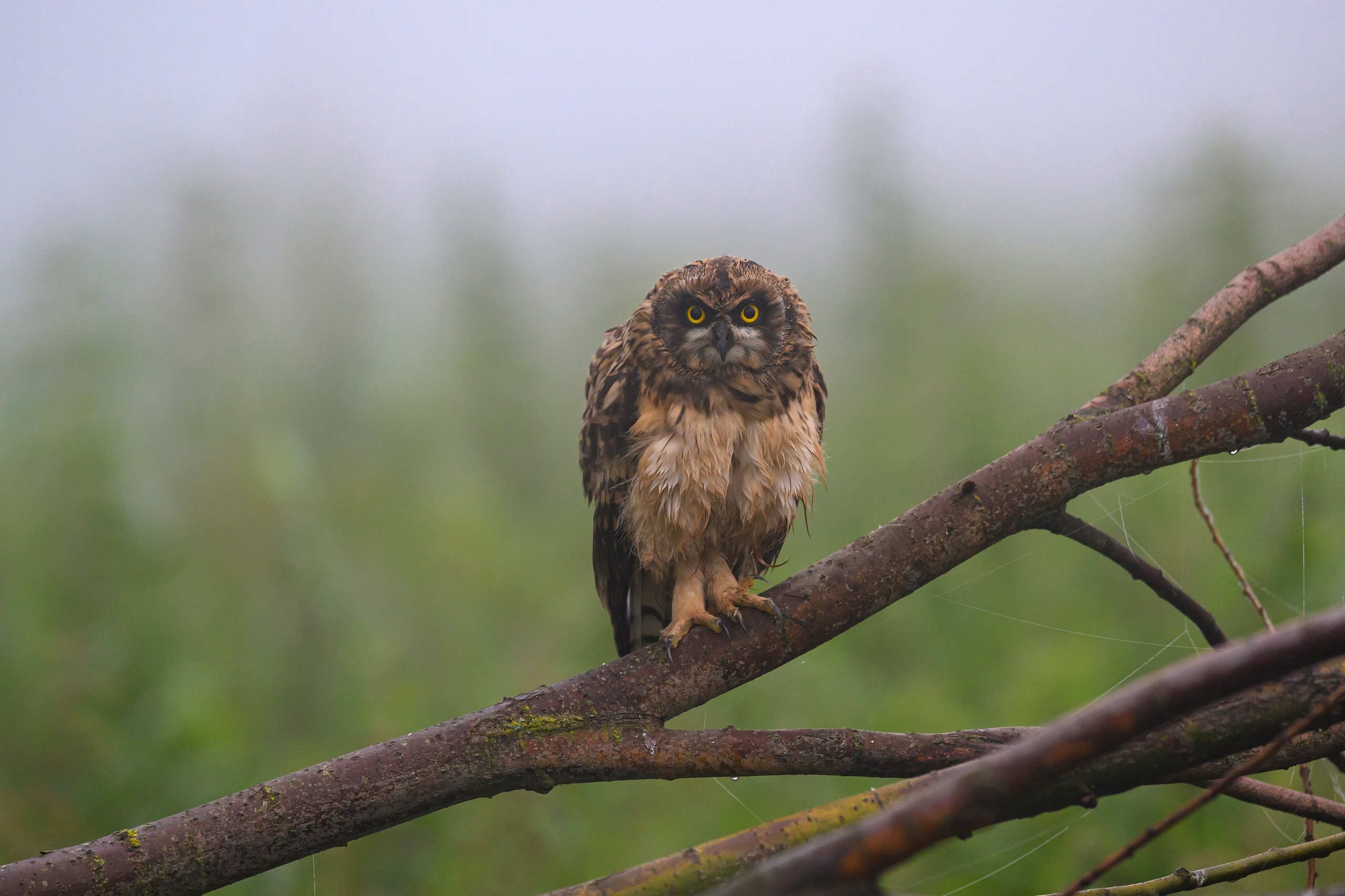 Утро с совятами. Morning with Owlets. Фотограф Сергей Пупонин