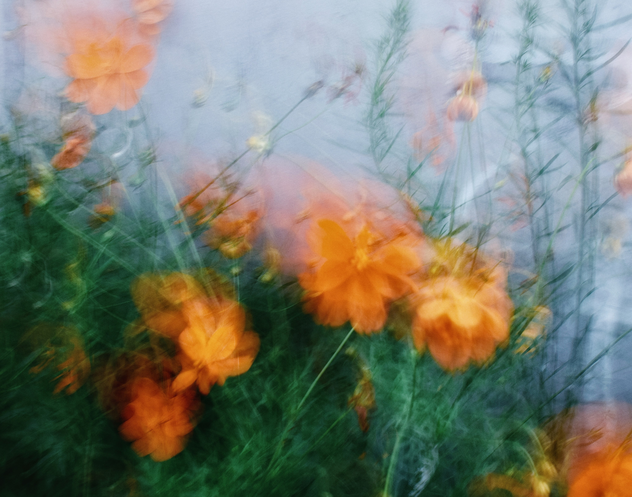 Visual artist • Elena Mironova