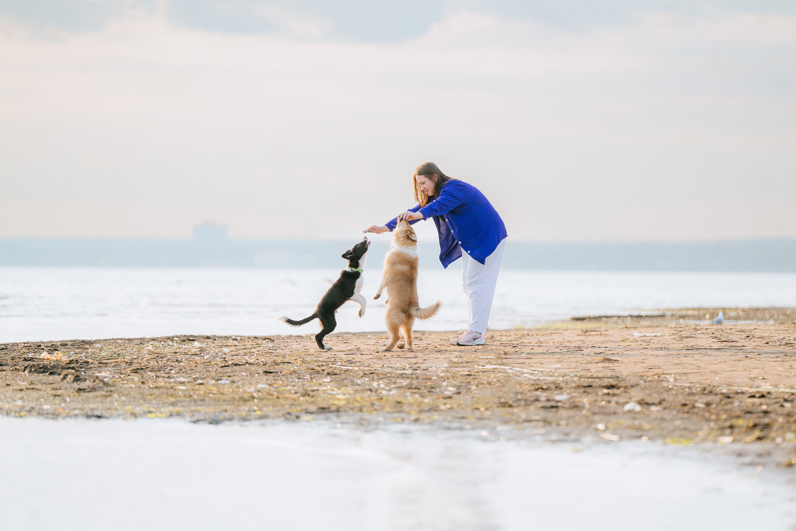 Фотосессия со щенками колли. Фотограф анималист в Спб недорого Олеся Майорова