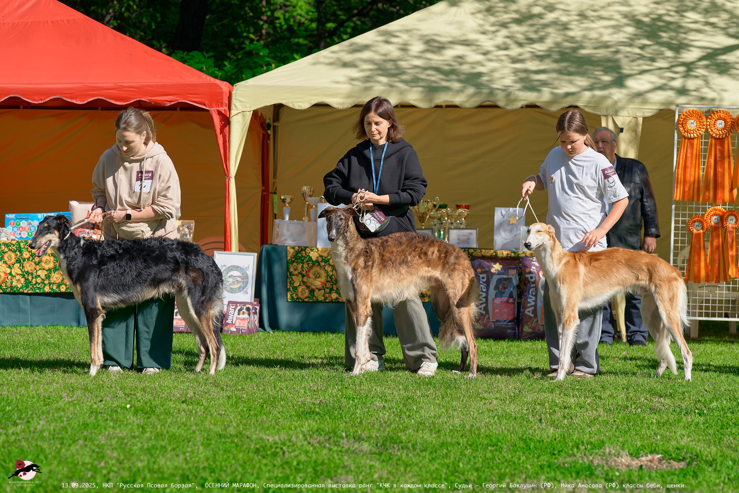 ОСЕННИЙ МАРАФОН | Специализированная выставка породы Русская Псовая Борзая ранг "КЧК в каждом классе"