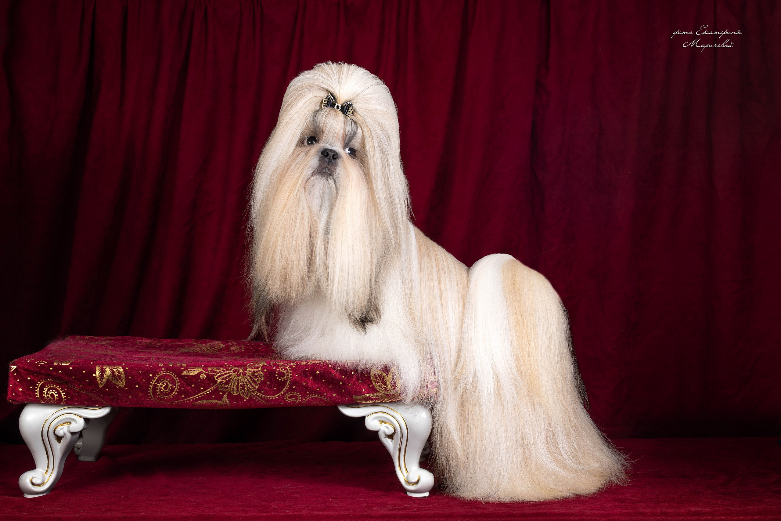 Студийная съёмка на моей территории. Фотограф-анималист в Омске Екатерина Маричева