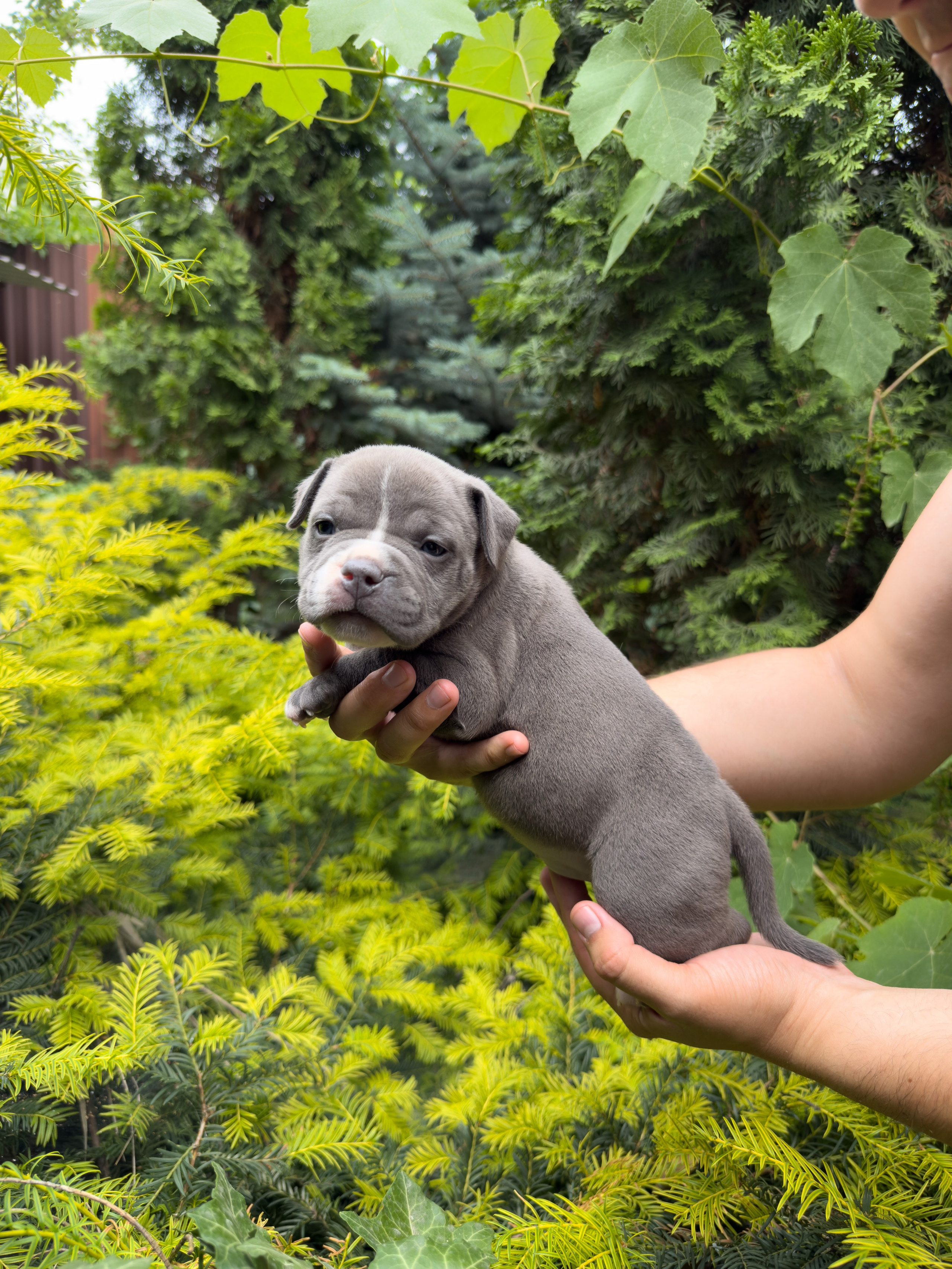 Помет Каспер и Адель. 08.05.25. Американский Булли в г. Ростов-на-Дону. Питомник THE POWER OF SIBERIA