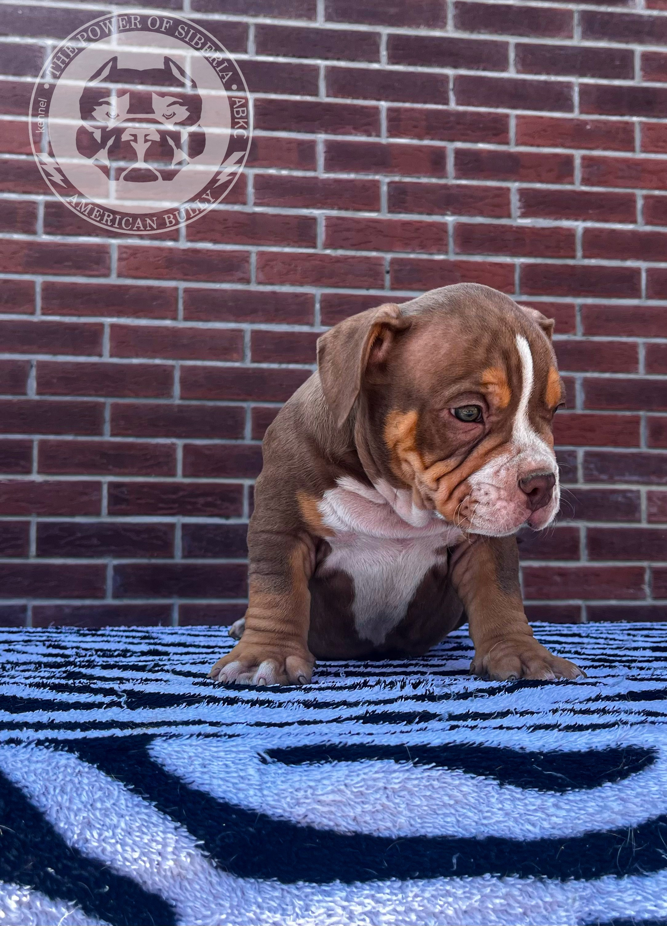 Помет Каспер и Асти. 13.04.25. Американский Булли в г. Ростов-на-Дону. Питомник THE POWER OF SIBERIA