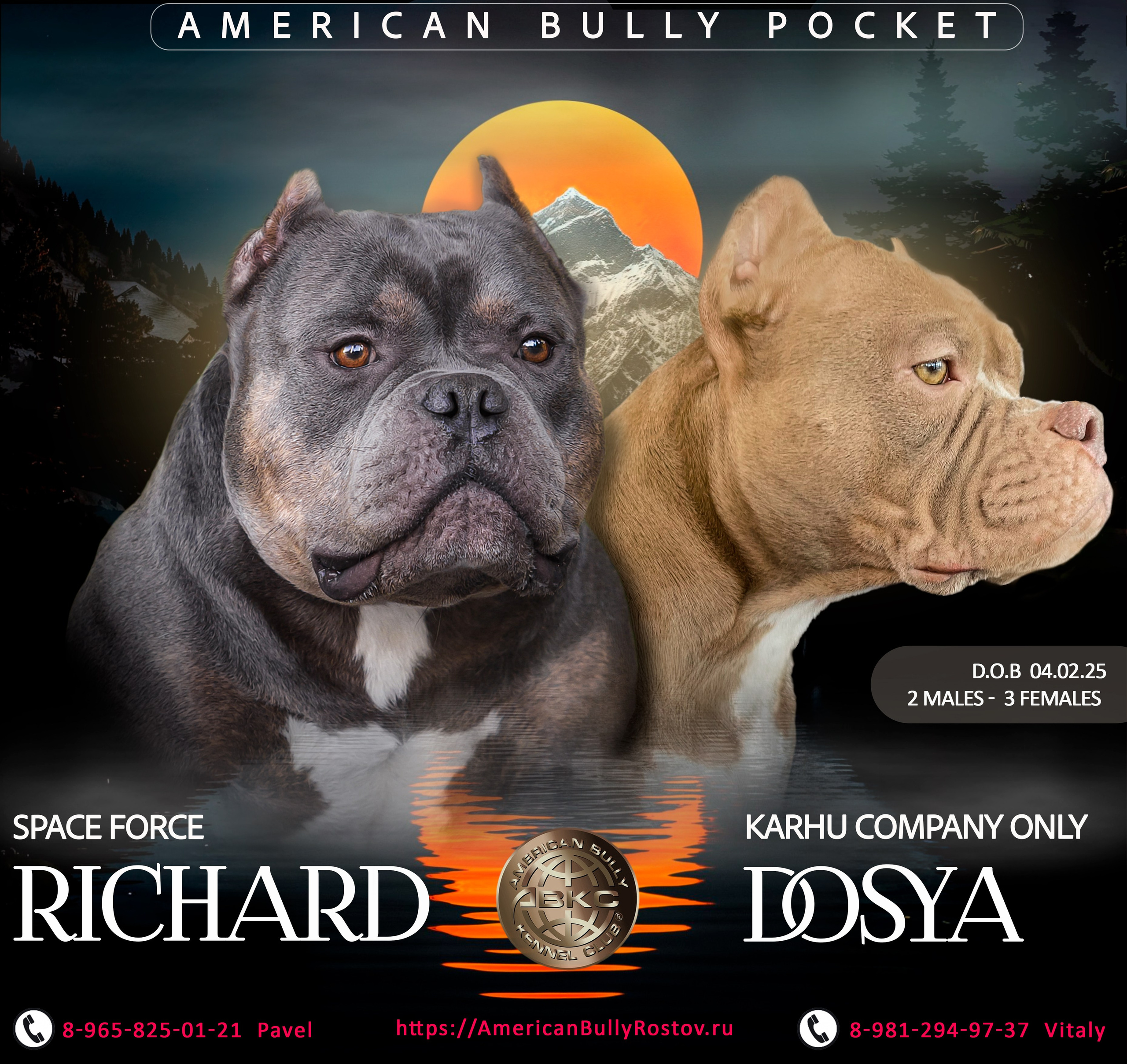 Американский Булли в г. Ростов-на-Дону. Питомник THE POWER OF SIBERIA