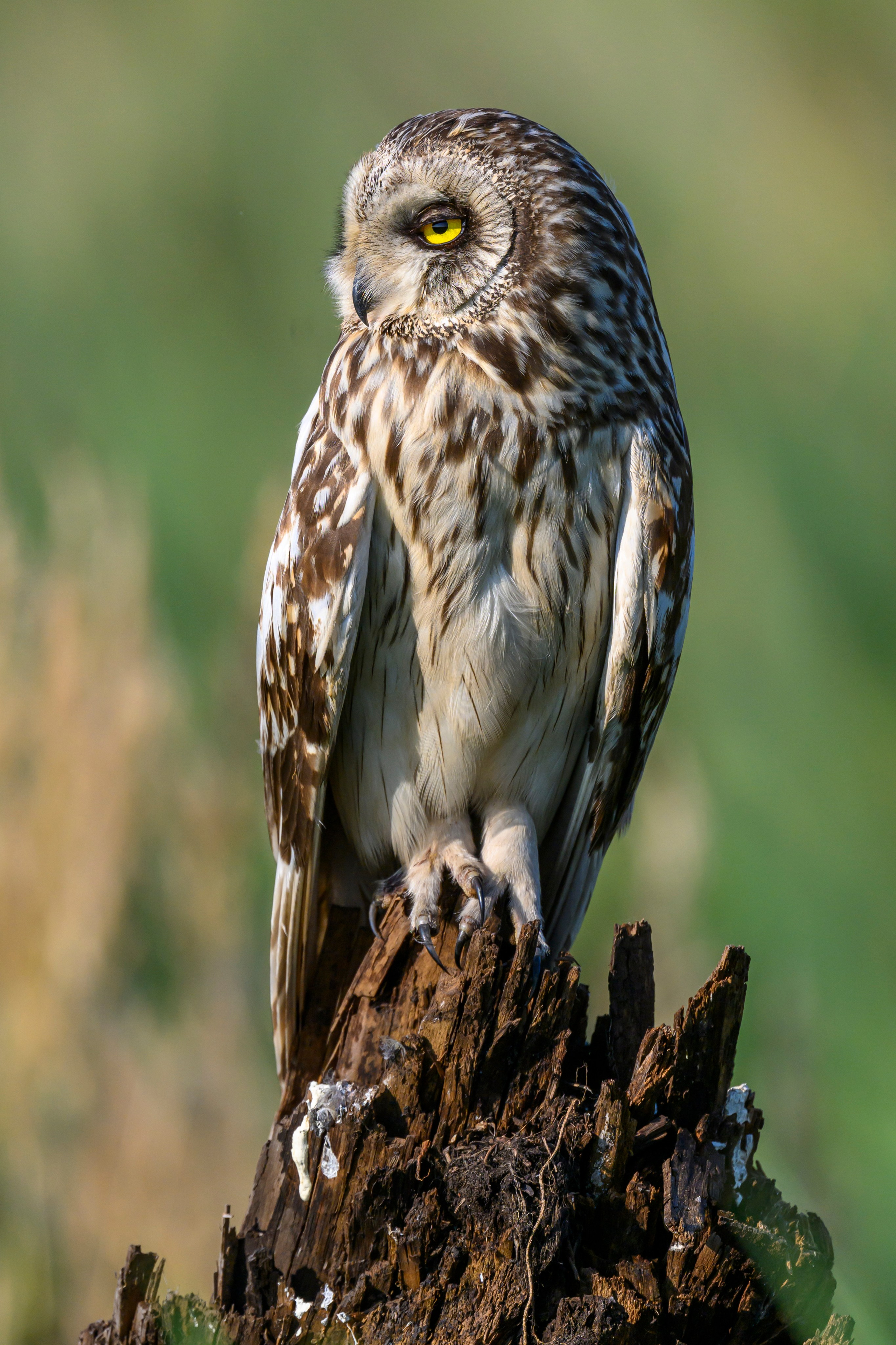 Совы умеют улыбаться. Owl can smile. Wildlife photography by Sergey Puponin