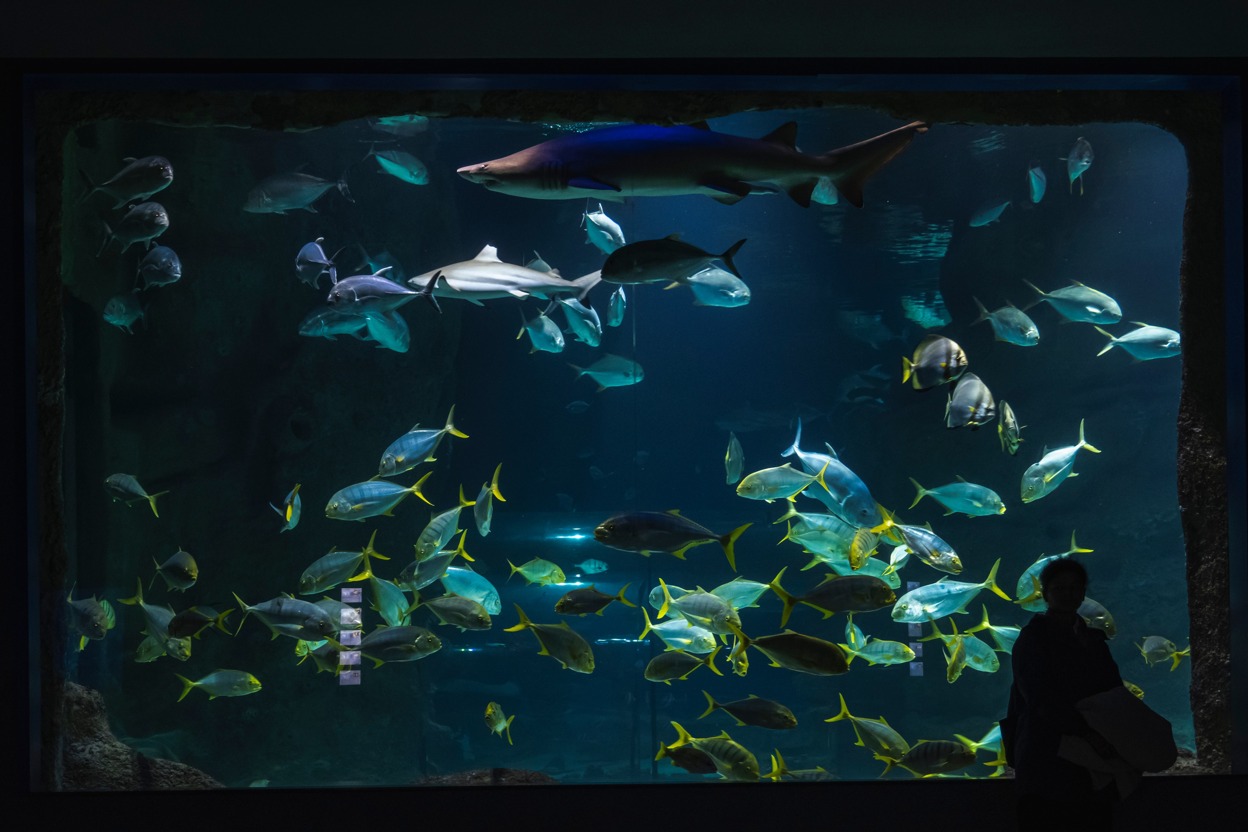 Москвариум. Фотограф Роман Адлер