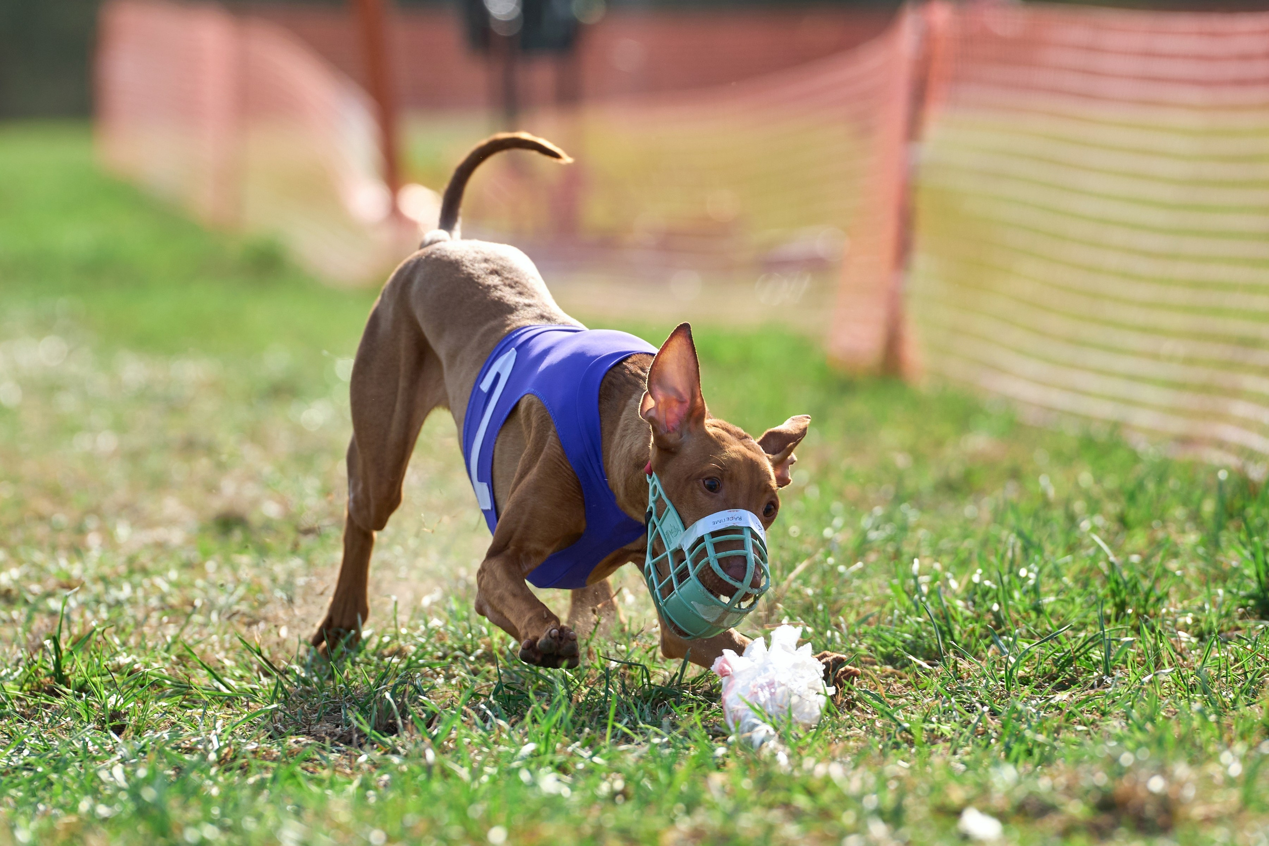 Квалификация по рейсингу. Фотограф-анималист Михаил Манухин