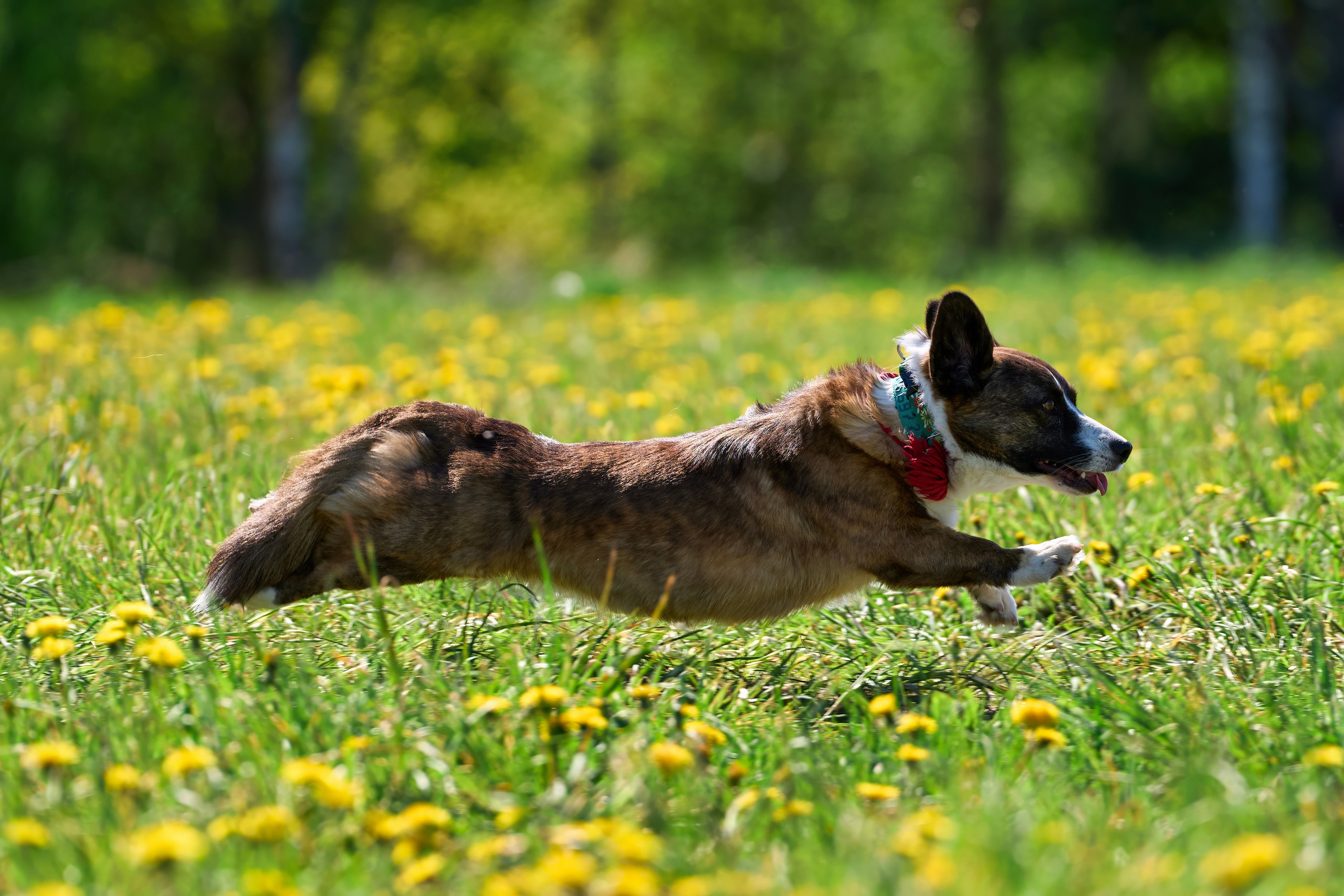 Тренировка по курсингу «на Ярославке». Фотограф-анималист Михаил Манухин