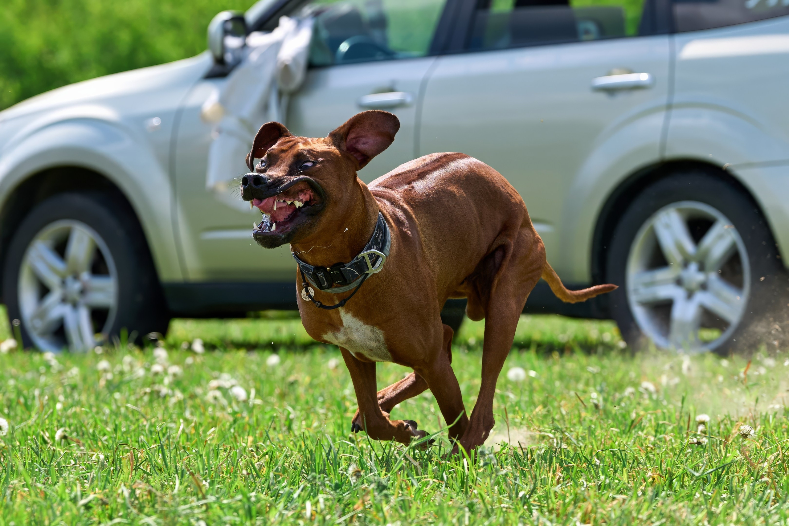Квалификация по рейсингу. РАЛББ и Курсинг на Ярославке. Фотограф-анималист Михаил Манухин