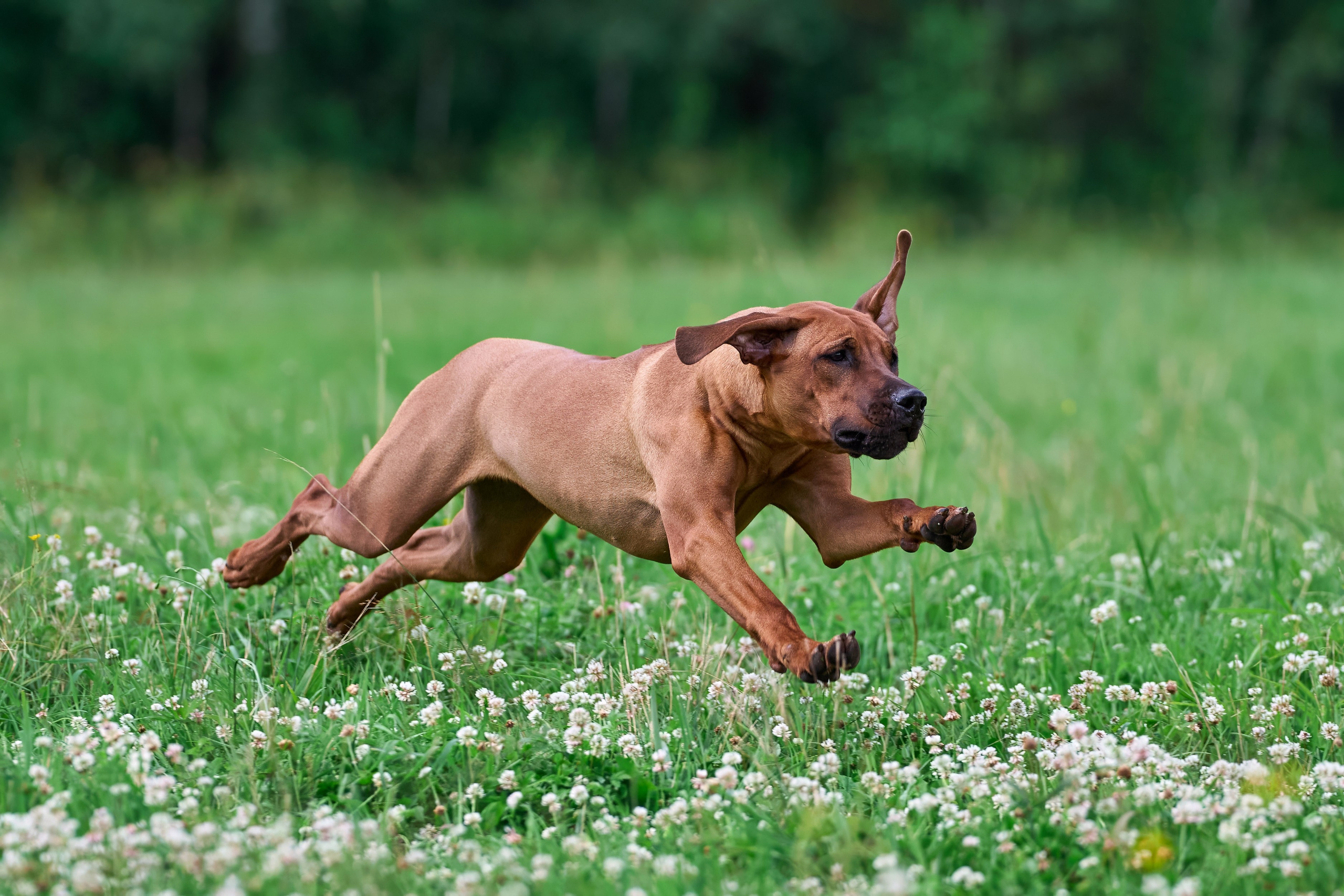 Тренировка по курсингу в Донино. Фотограф-анималист Михаил Манухин