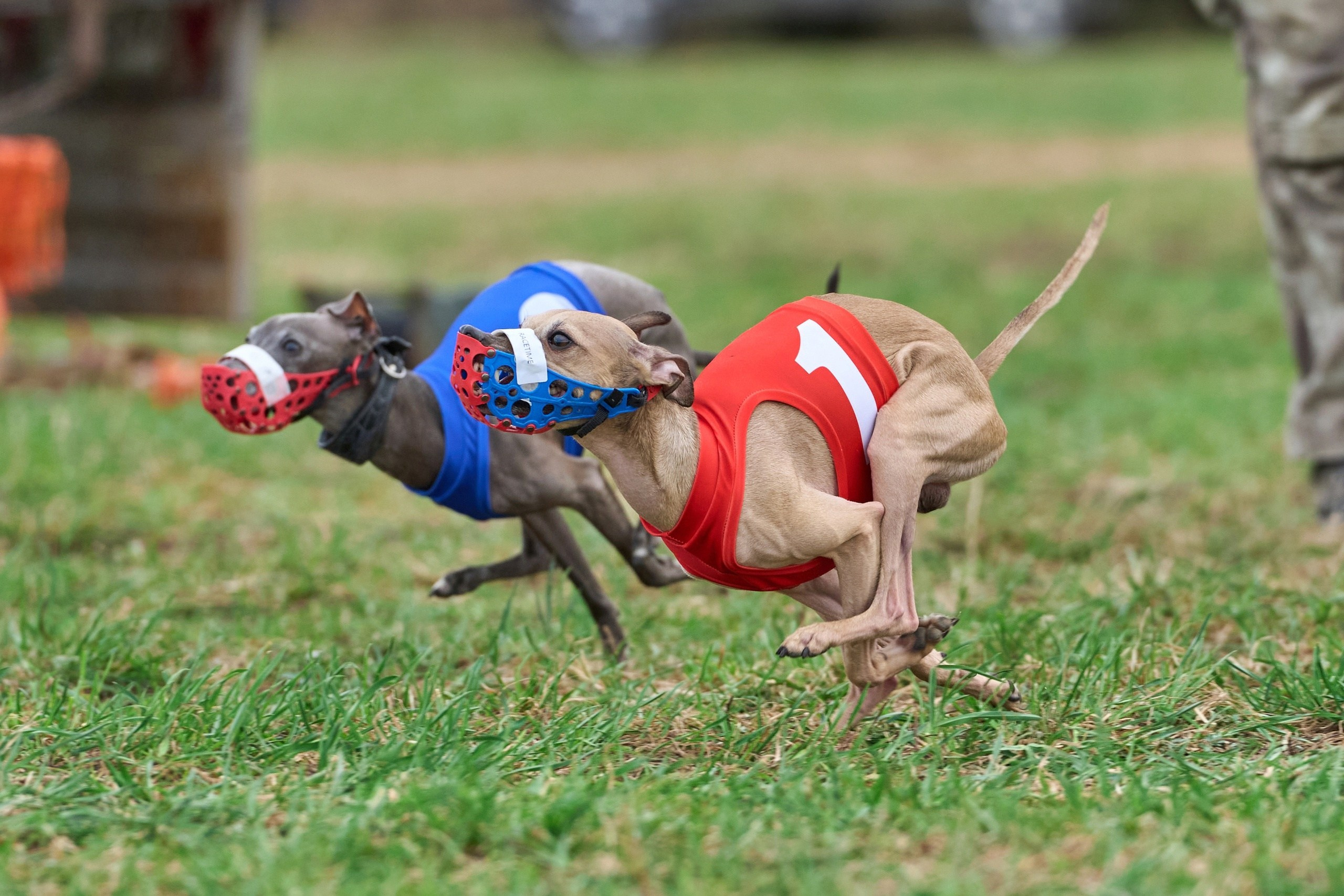 Квалификация по рейсингу. Фотограф-анималист Михаил Манухин