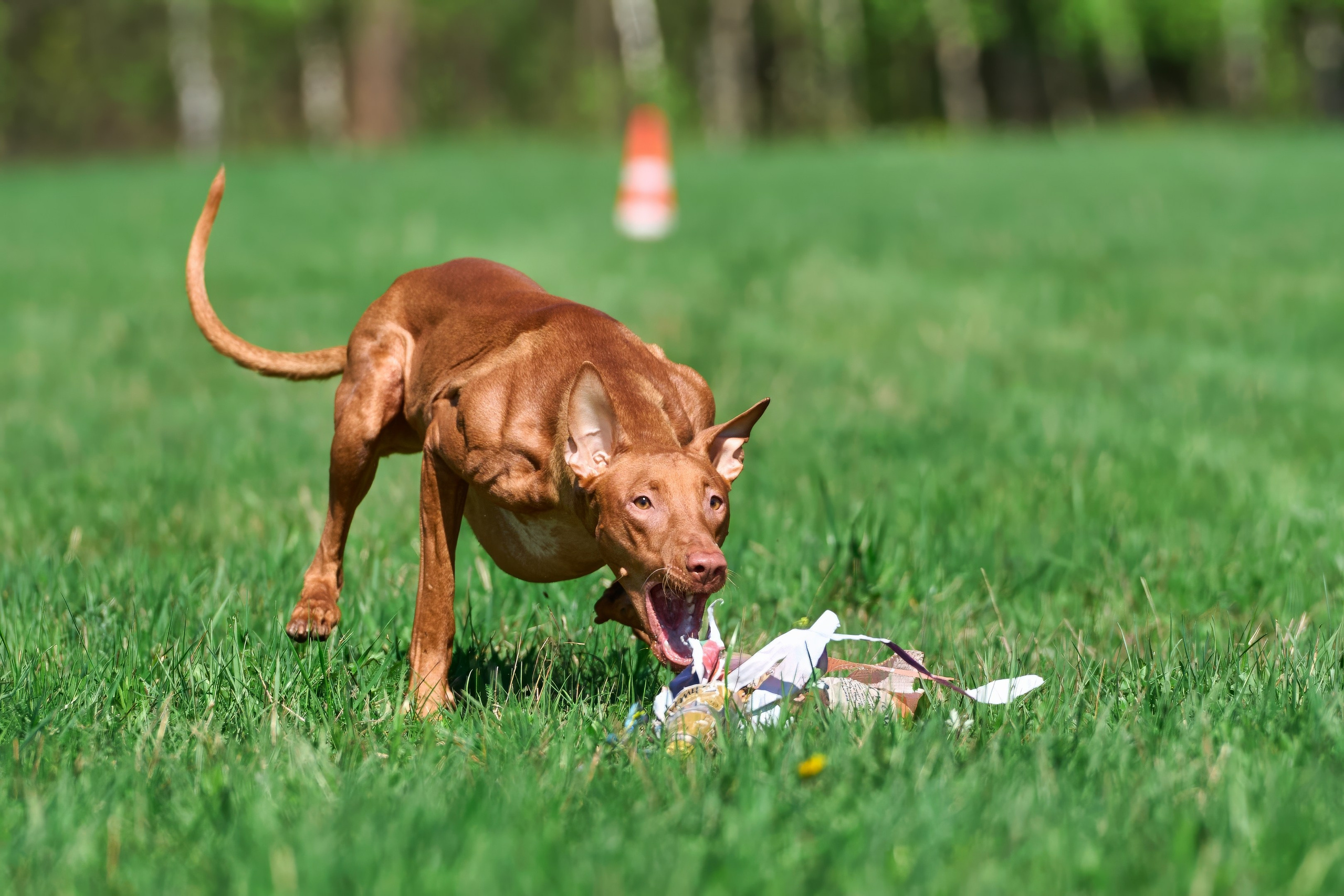 Тренировка по курсингу Донино. Фотограф-анималист Михаил Манухин