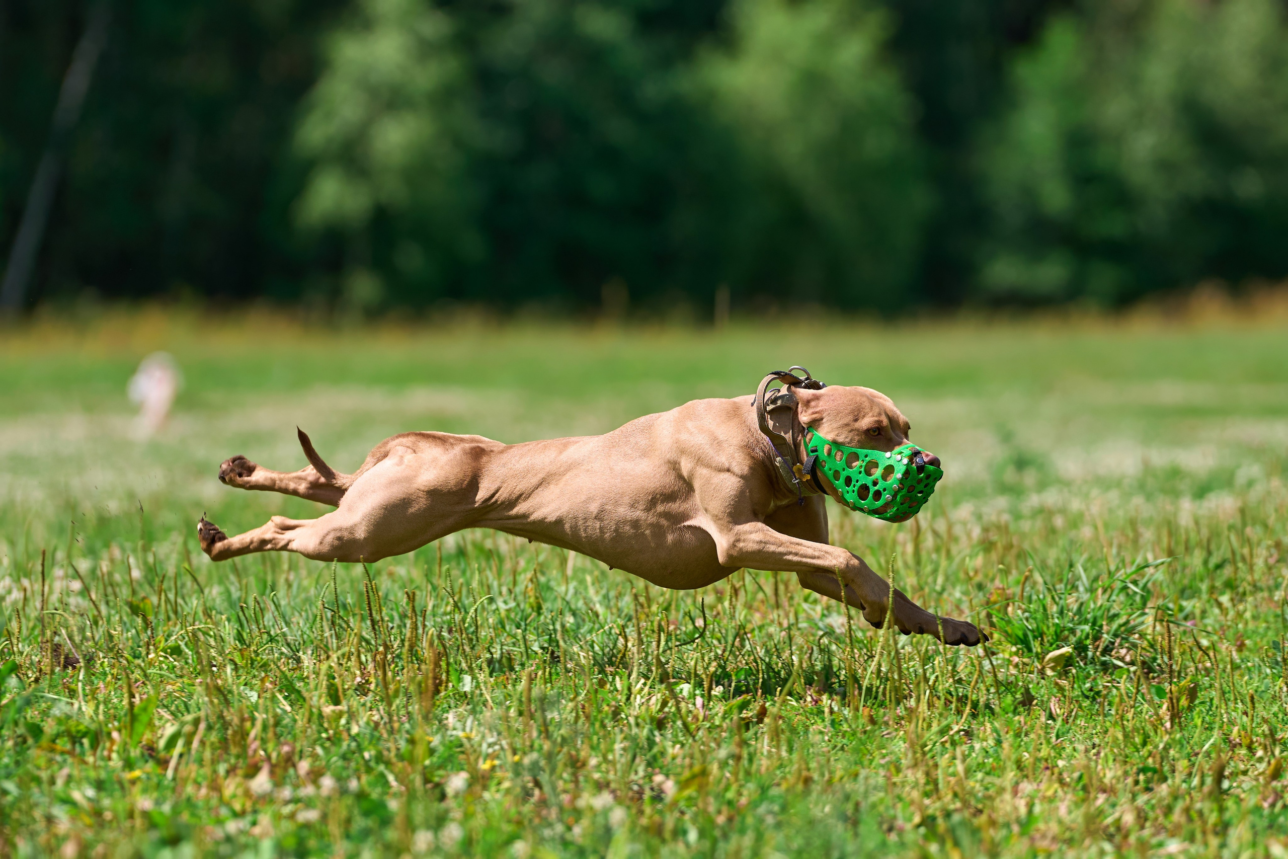 Тренировка по курсингу в Донино. Фотограф-анималист Михаил Манухин
