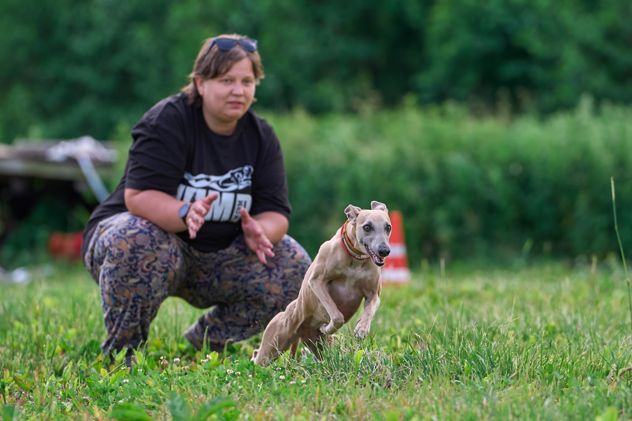 Тренировка по курсингу в Донино. Фотограф-анималист Михаил Манухин