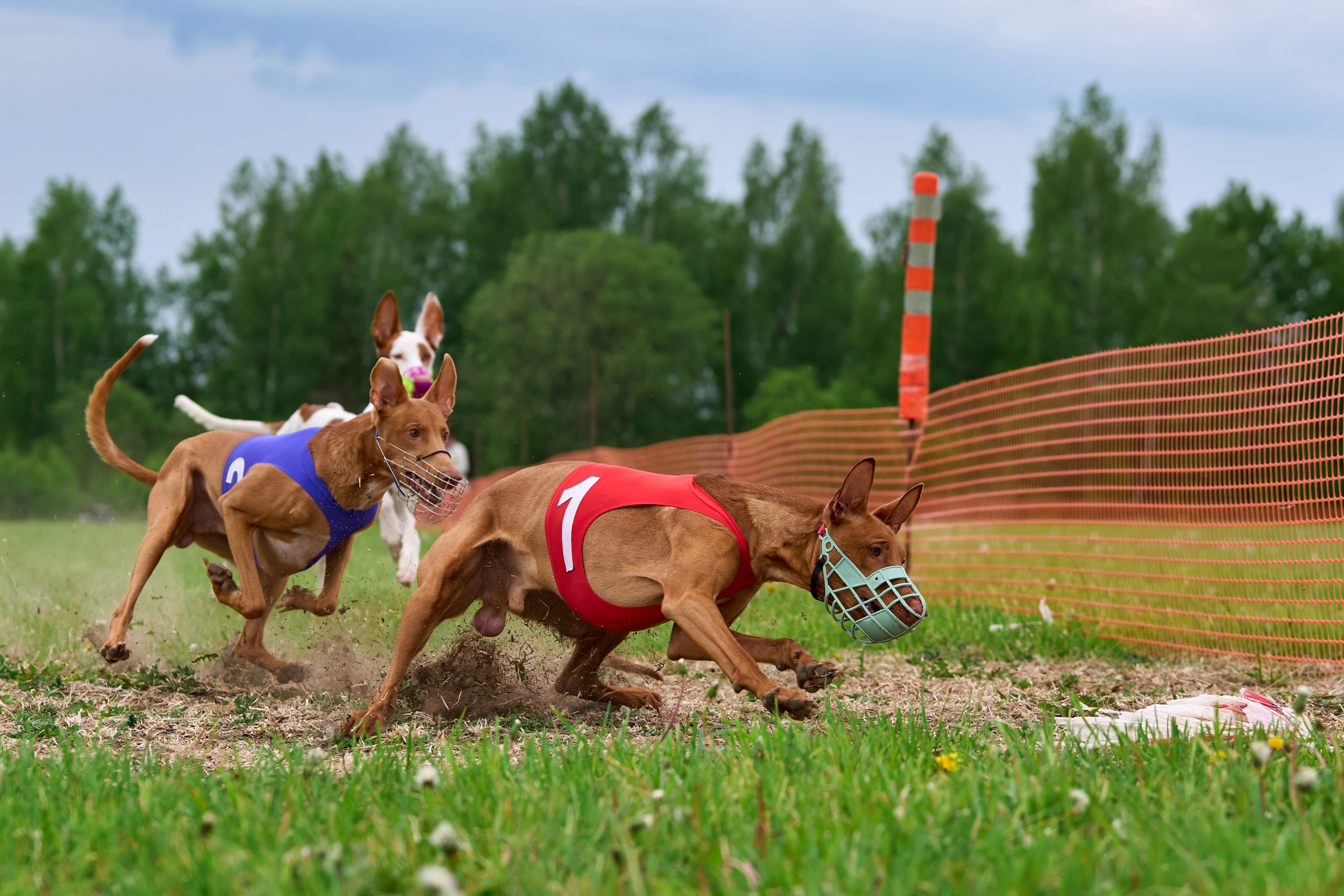 Квалификация по рейсингу. РАЛББ и Курсинг на Ярославке. Фотограф-анималист Михаил Манухин