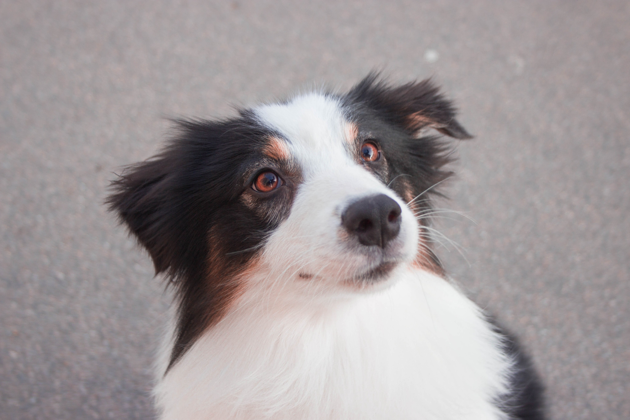 Ива. BLGKV питомник собак