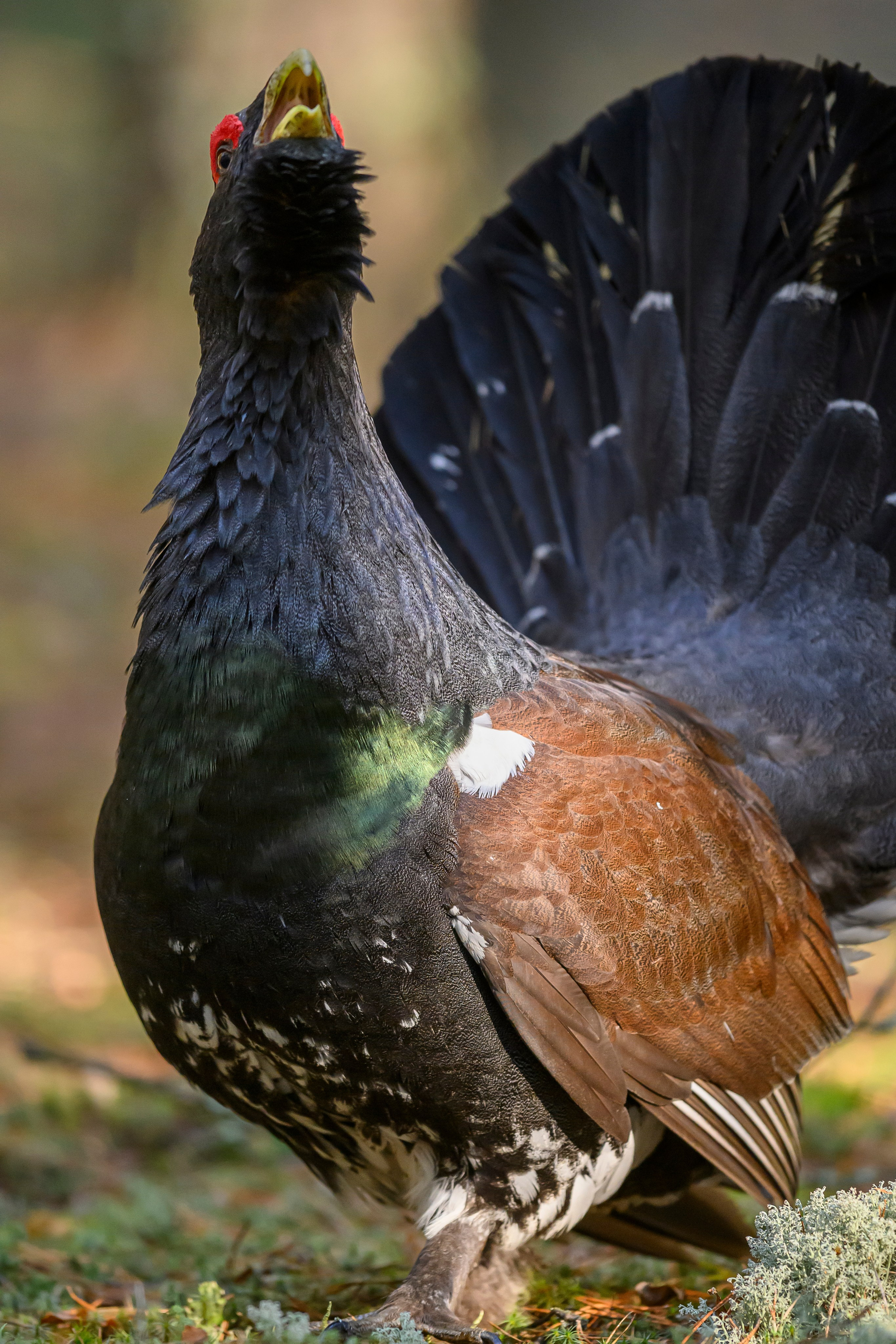 Глухарь / Wood grouse. Фотограф Сергей Пупонин