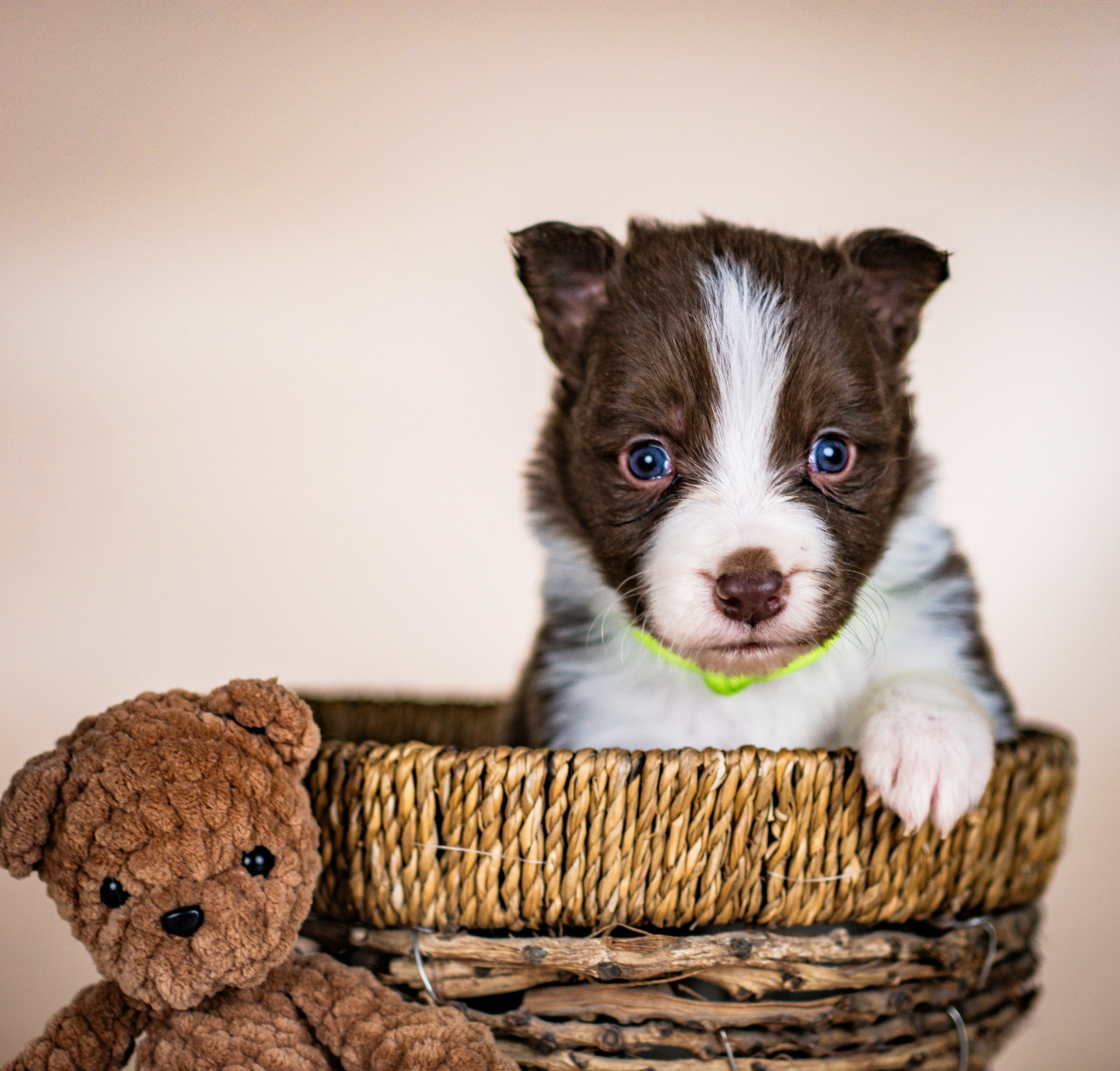 Фритсвит. Семейный фотограф Ефремова Виктория