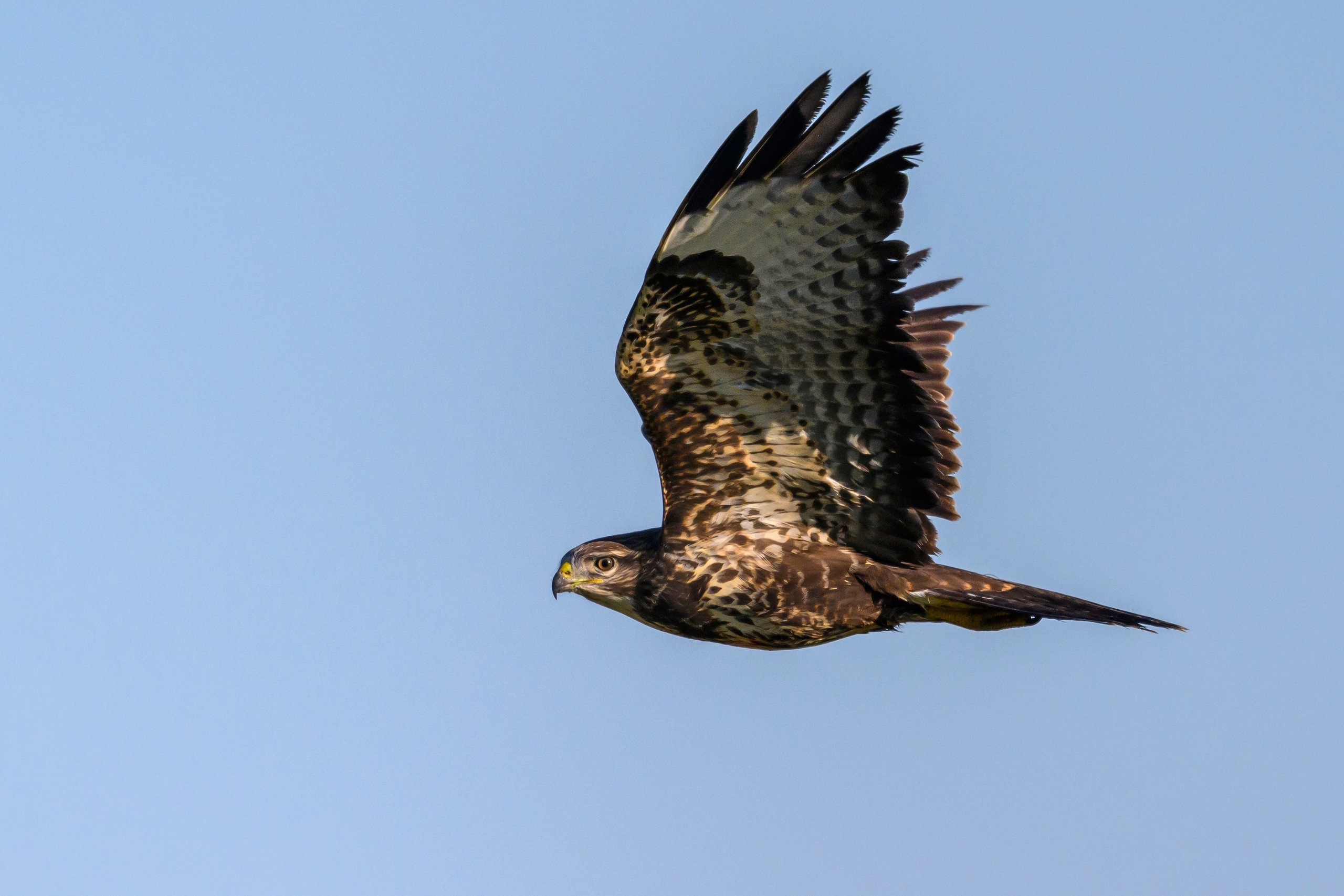 Канюк. Common Buzzard. Wildlife photography by Sergey Puponin