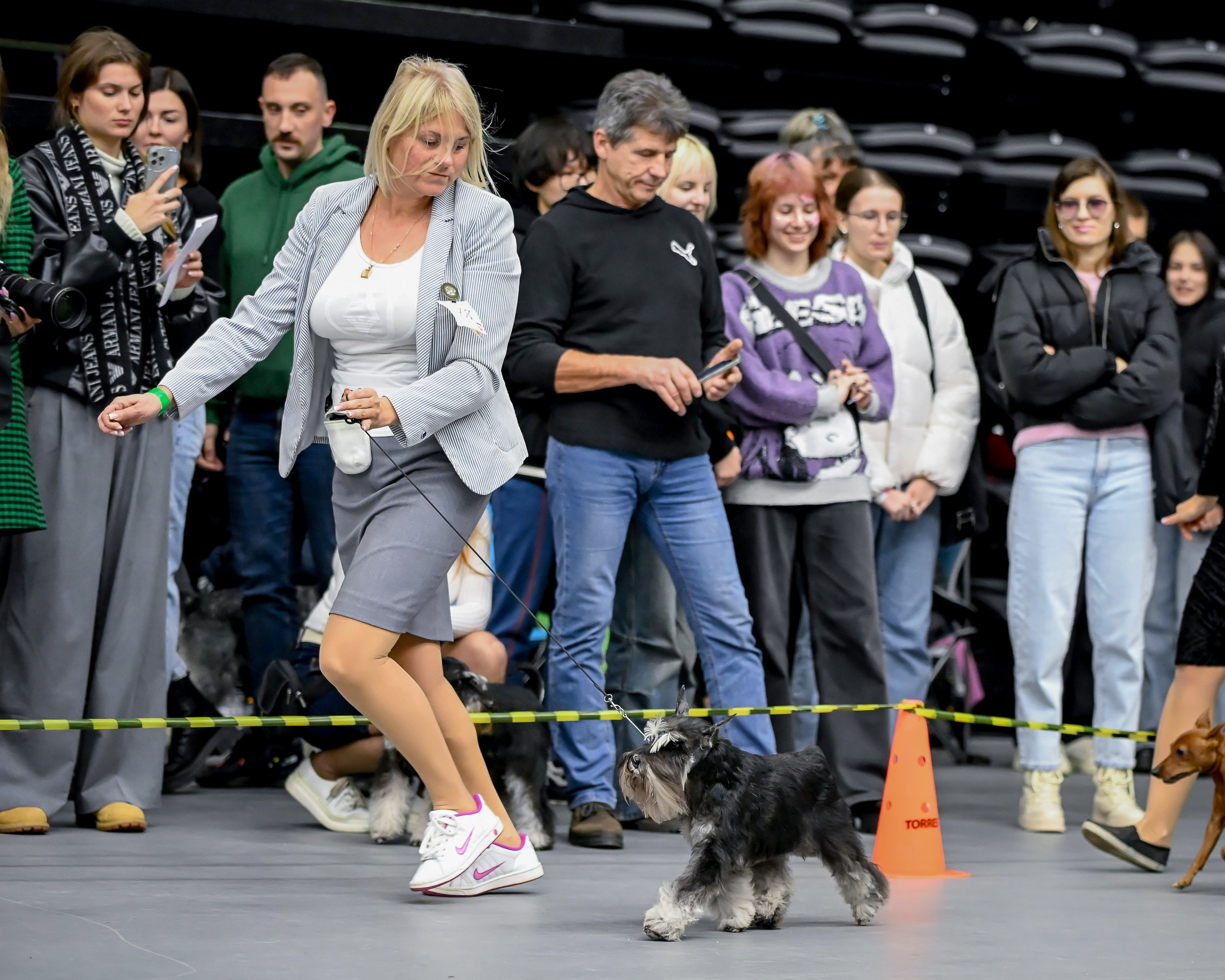 Софи/Asson Ari Vivien Marceau. Питомник цвергшнауцеров в Беларуси «Делинсо Бэлэнс»