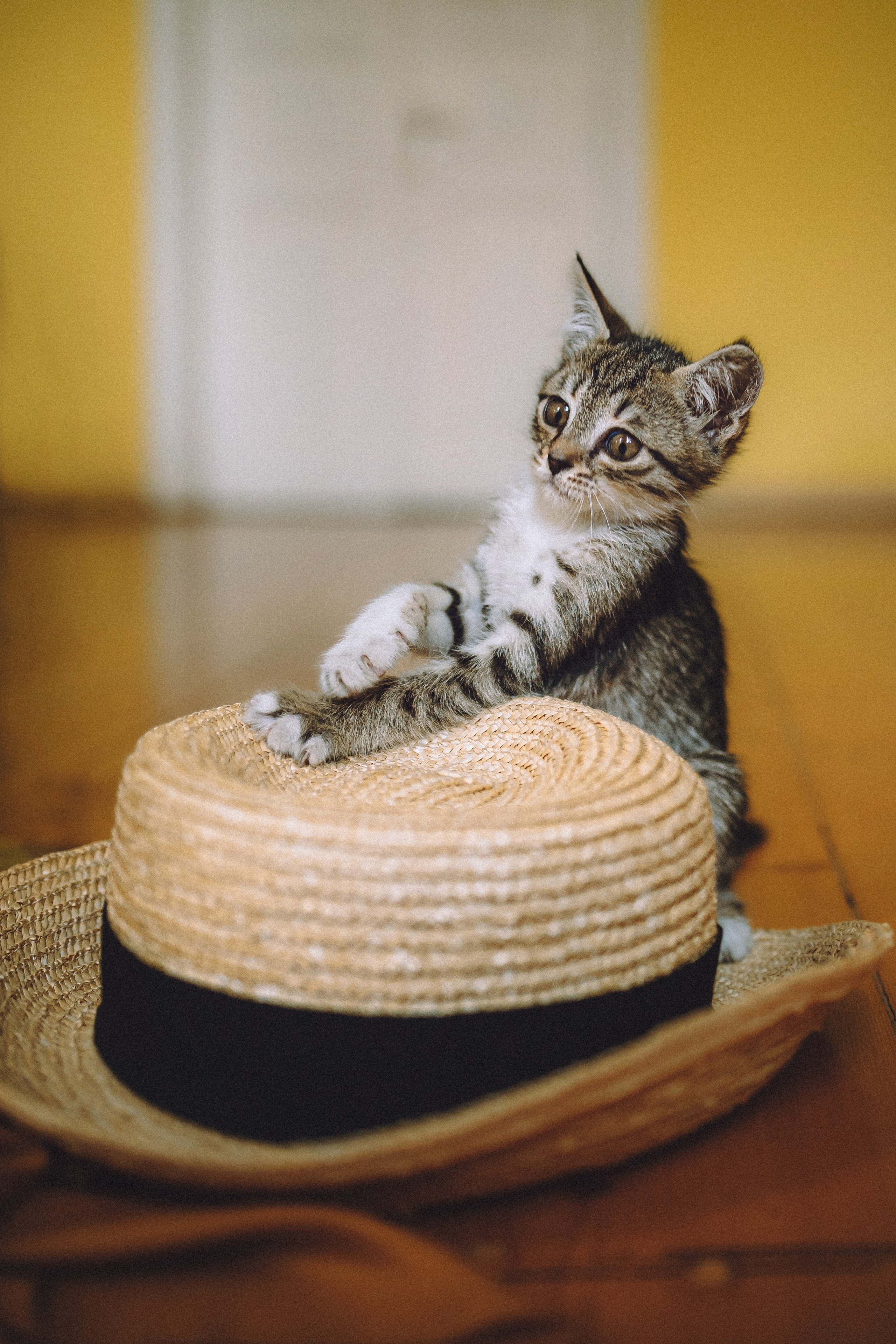 Более 30 идей для фотосессии с котенком