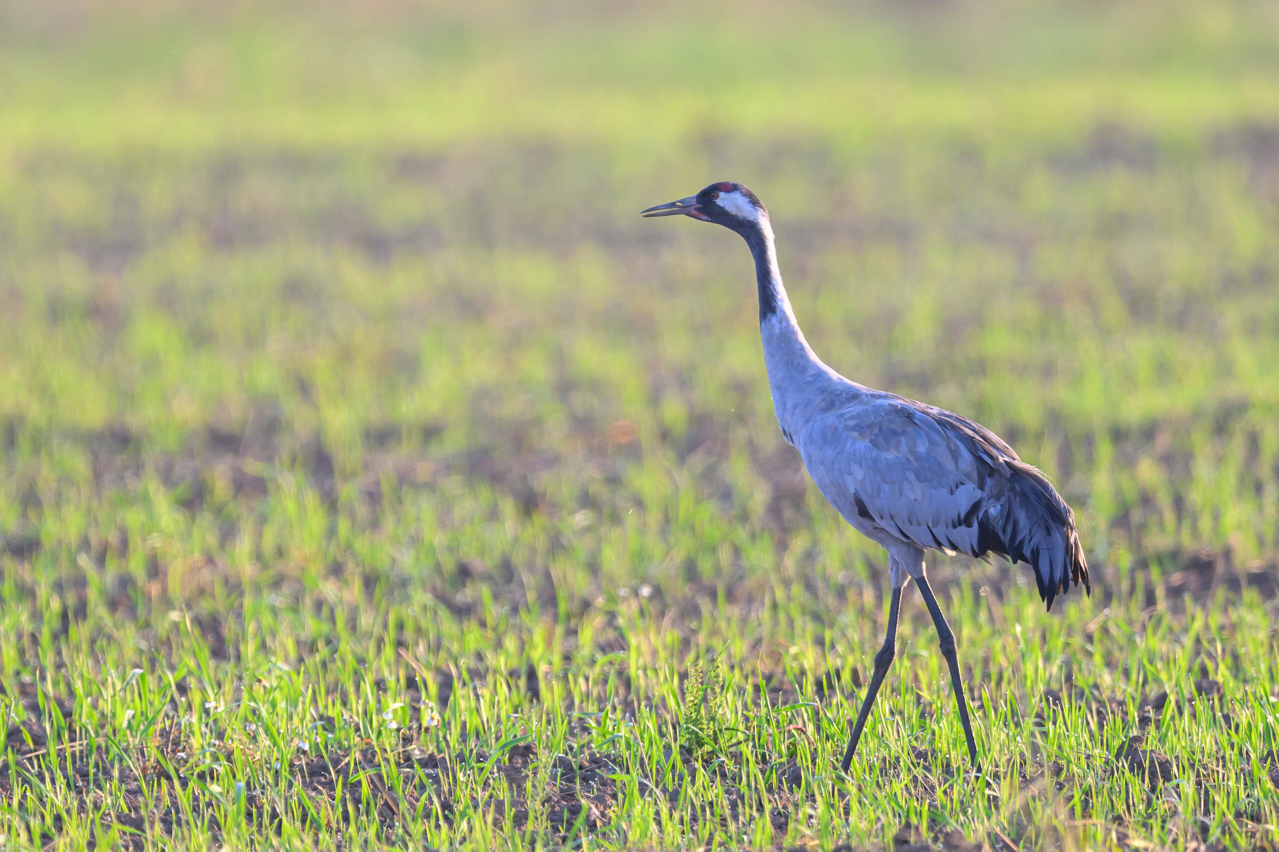 Стычка луня и осоеда, журавли. Wildlife photography by Sergey Puponin