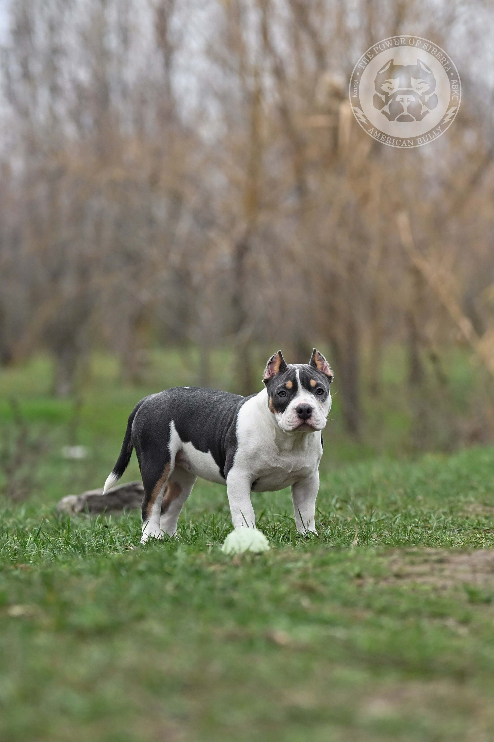 Все свободные щенки. Американский Булли в г. Ростов-на-Дону. Питомник THE POWER OF SIBERIA