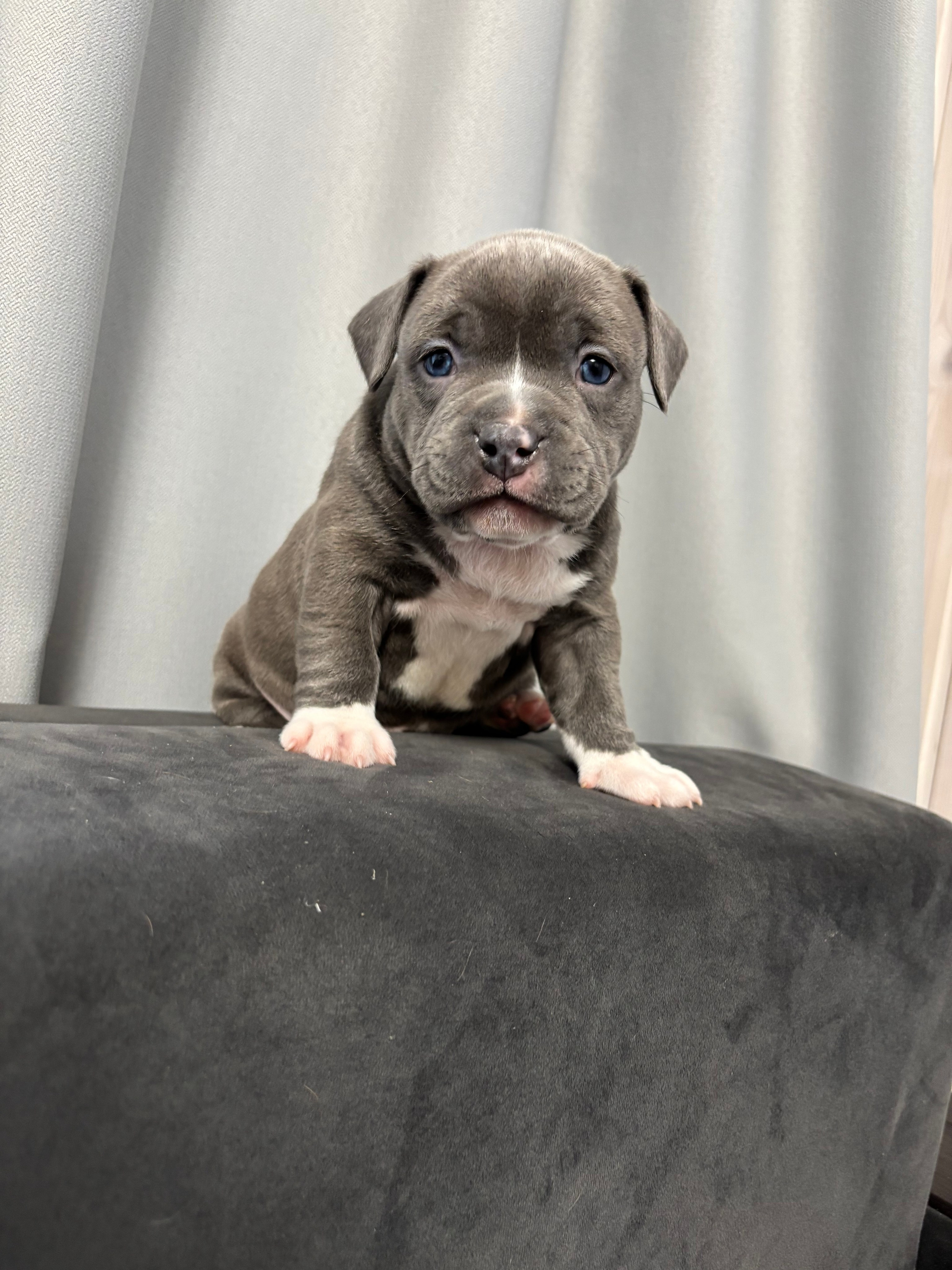 Помет Рич и Дося 04.02.25. Американский Булли в г. Ростов-на-Дону. Питомник THE POWER OF SIBERIA