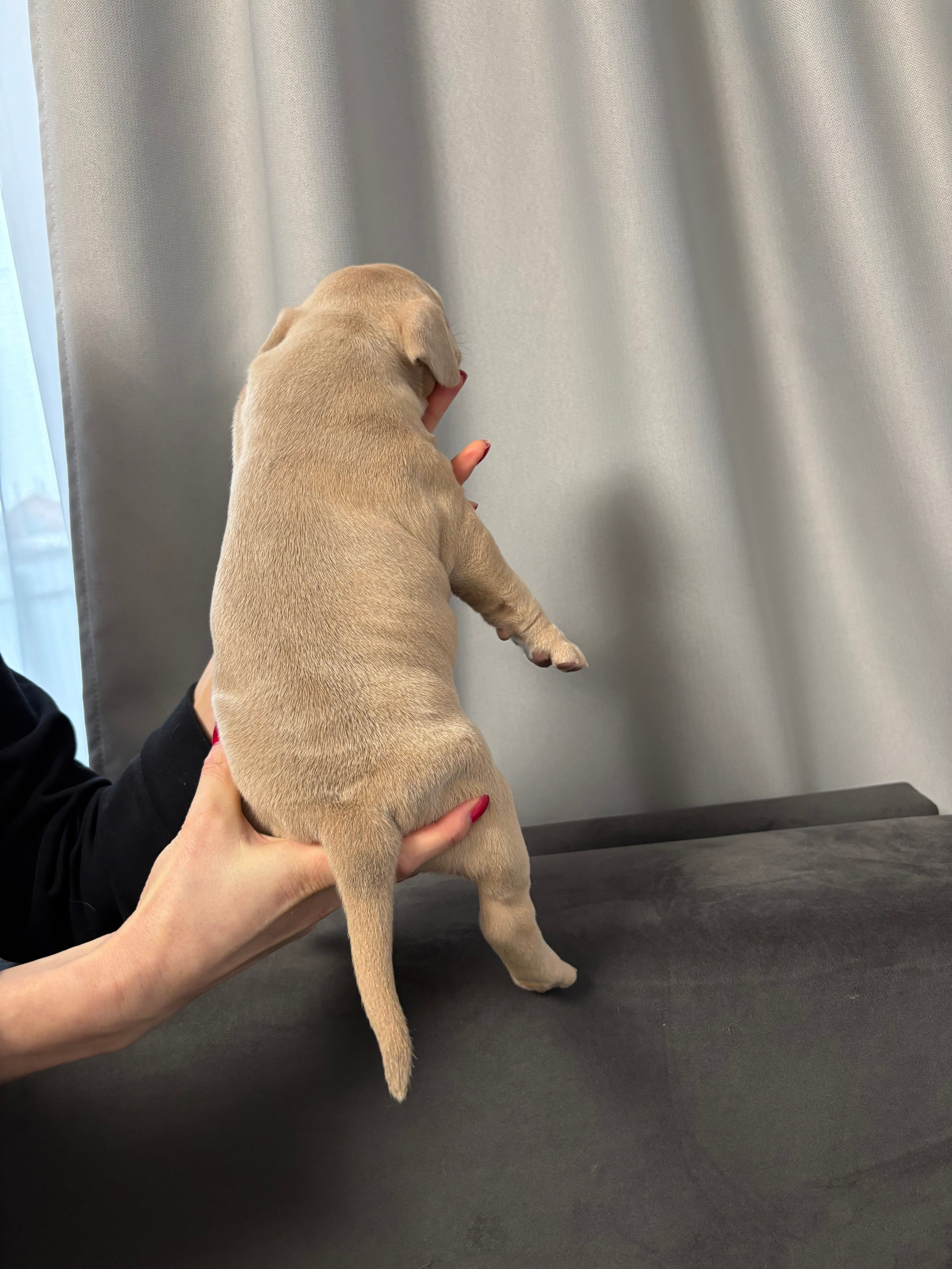 Помет Рич и Дося 04.02.25. Американский Булли в г. Ростов-на-Дону. Питомник THE POWER OF SIBERIA