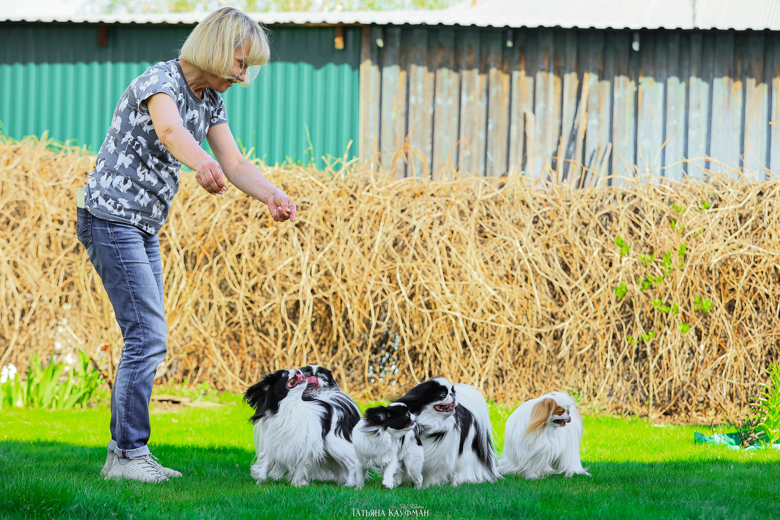 Японский хин, фотография японский хин, собака в цветах, красивая собака, фотограф анималист, фотокурс Анималистика, научиться фотографировать собак, фотограф Новосибирск