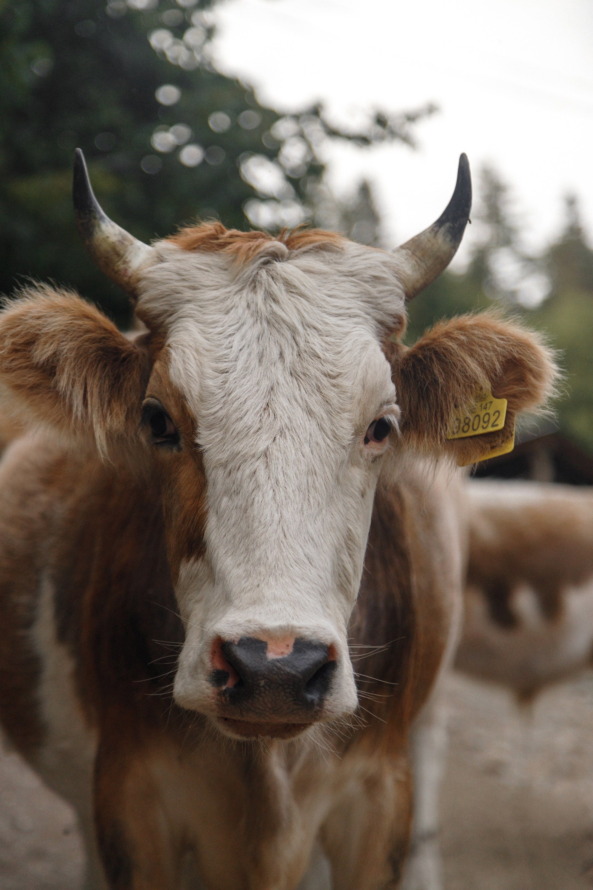 Classic Wedding presets