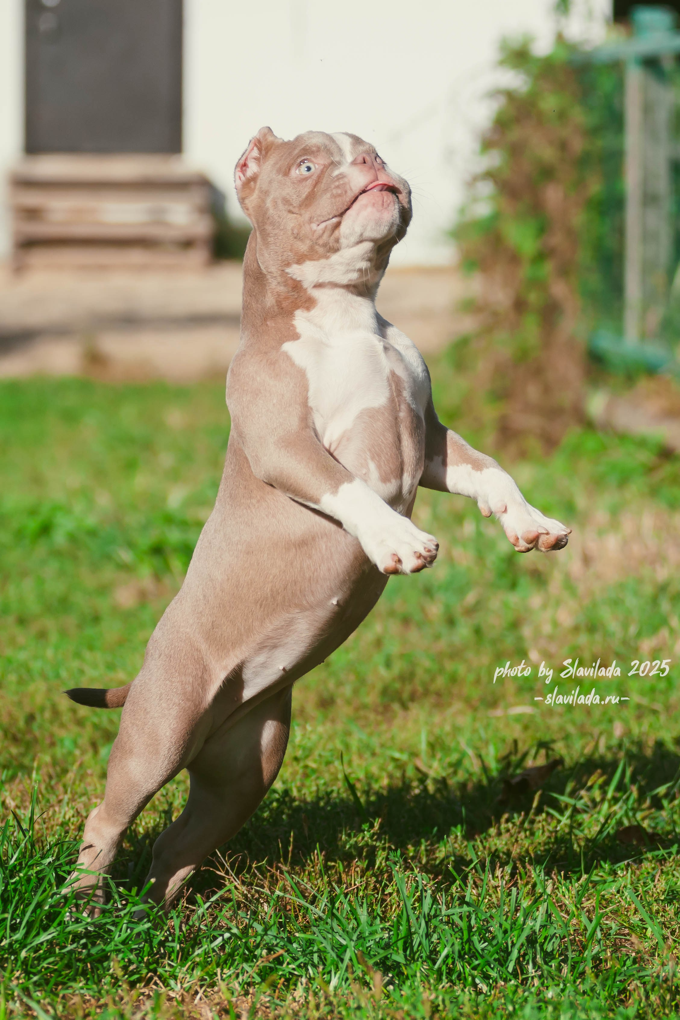 Американский булли. Slavilada-Лапки. Свет. Любовь… Профессиональная фотосессия питомцев Для памяти, пристройства и продажи. Хабаровск