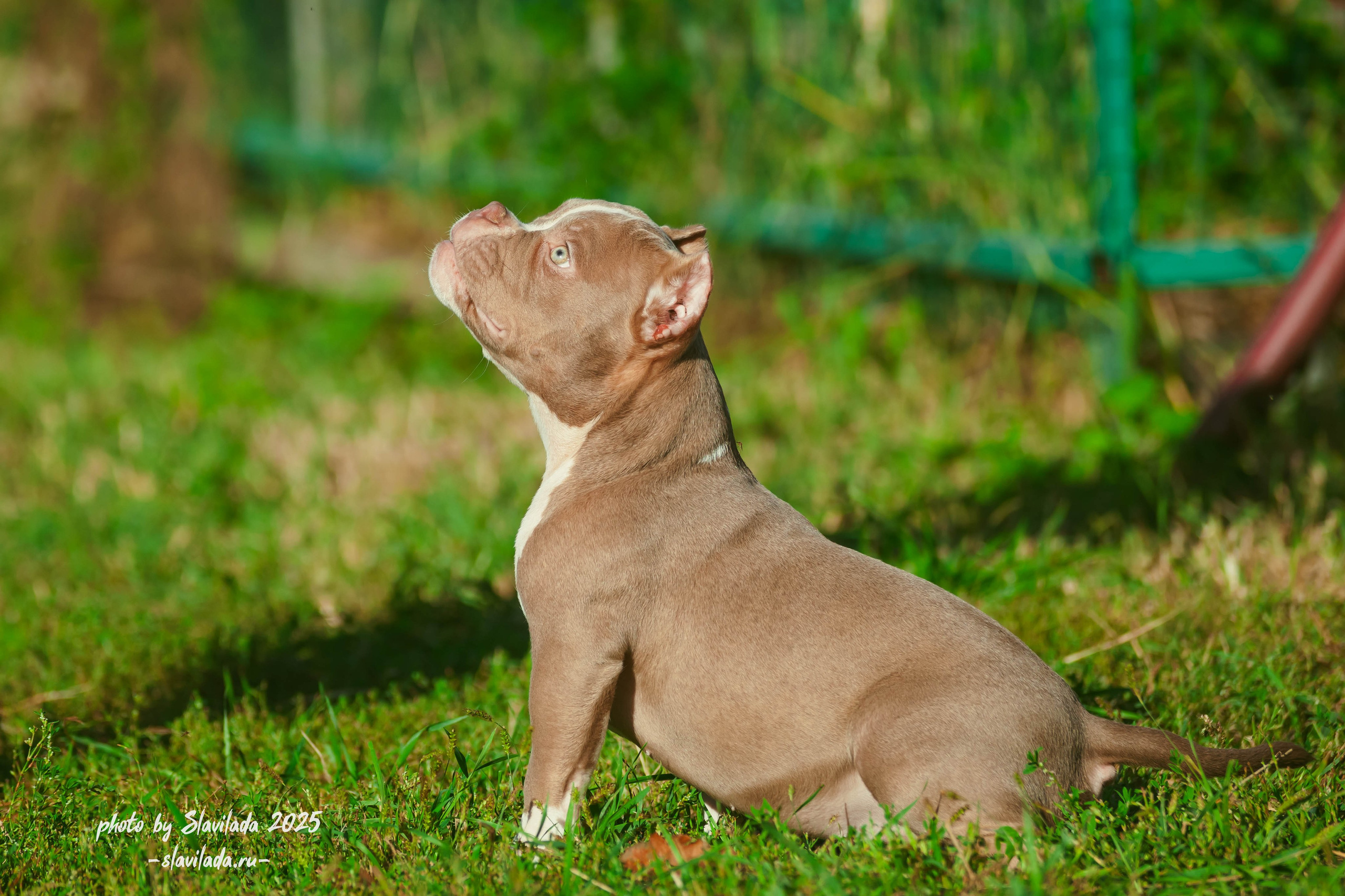 Американский булли. Slavilada-Лапки. Свет. Любовь… Профессиональная фотосессия питомцев Для памяти, пристройства и продажи. Хабаровск