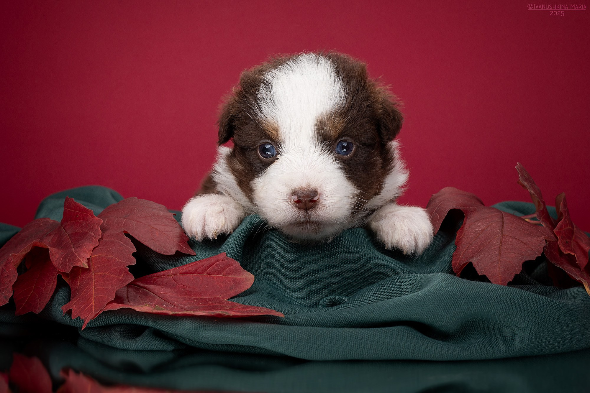 Фотосессия щенков на фонах. Фотограф собак в Москве и Московской области Иванушкина Мария