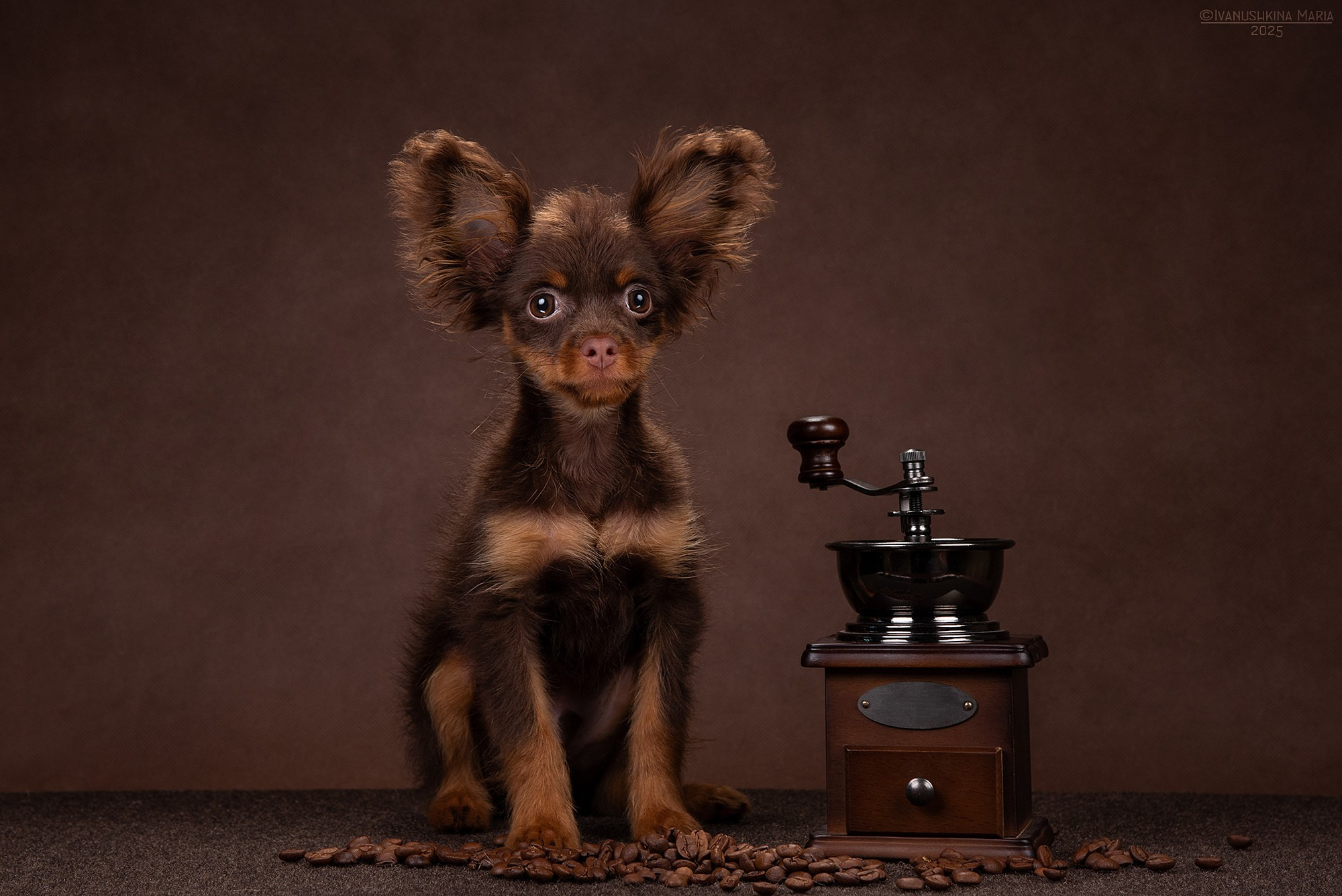 Фотосессия щенков на фонах. Фотограф собак в Москве и Московской области Иванушкина Мария