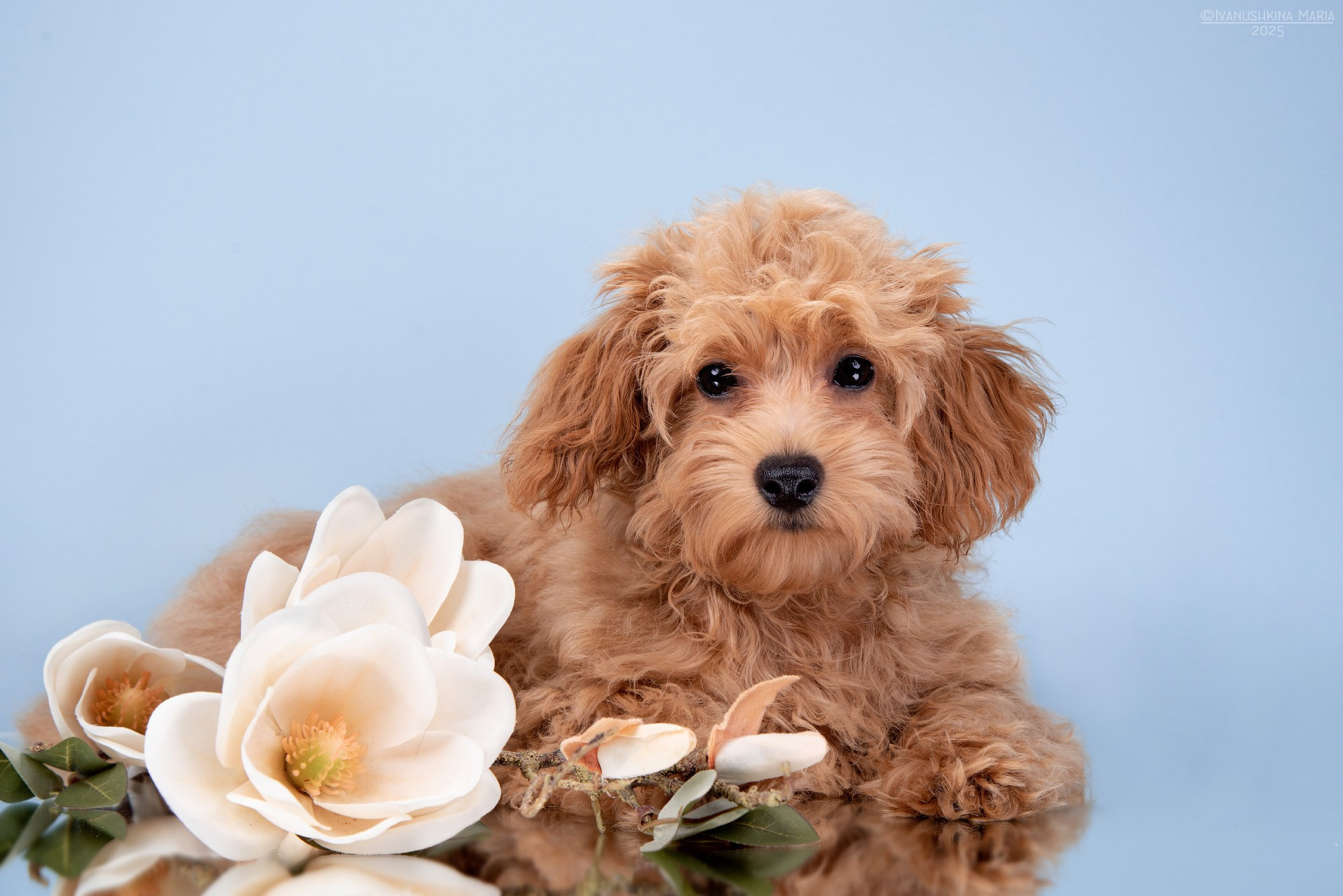 Фотосессия щенков на фонах. Фотограф собак в Москве и Московской области Иванушкина Мария