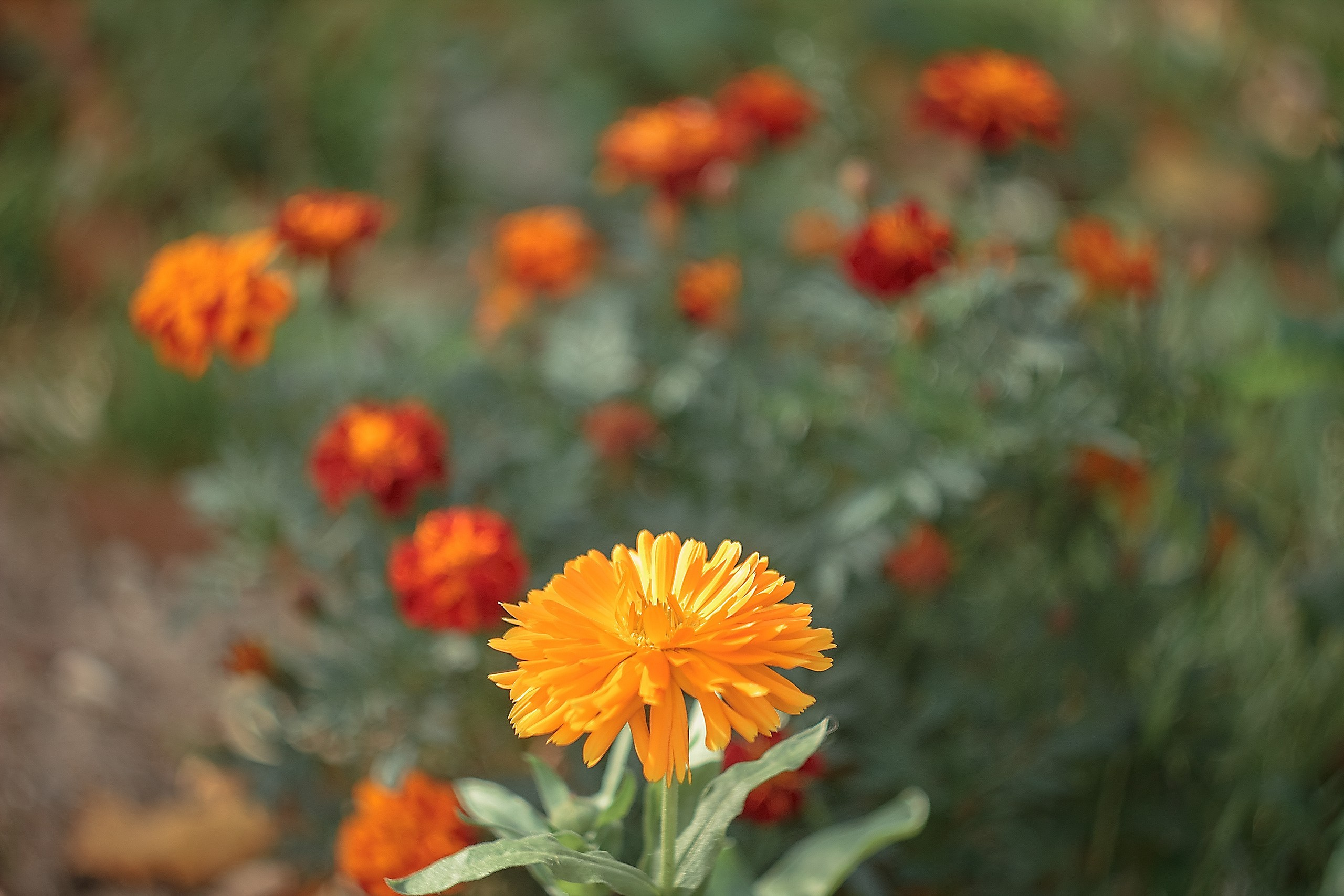 Шагни в мир яркости. Аmat Victoria Сuram