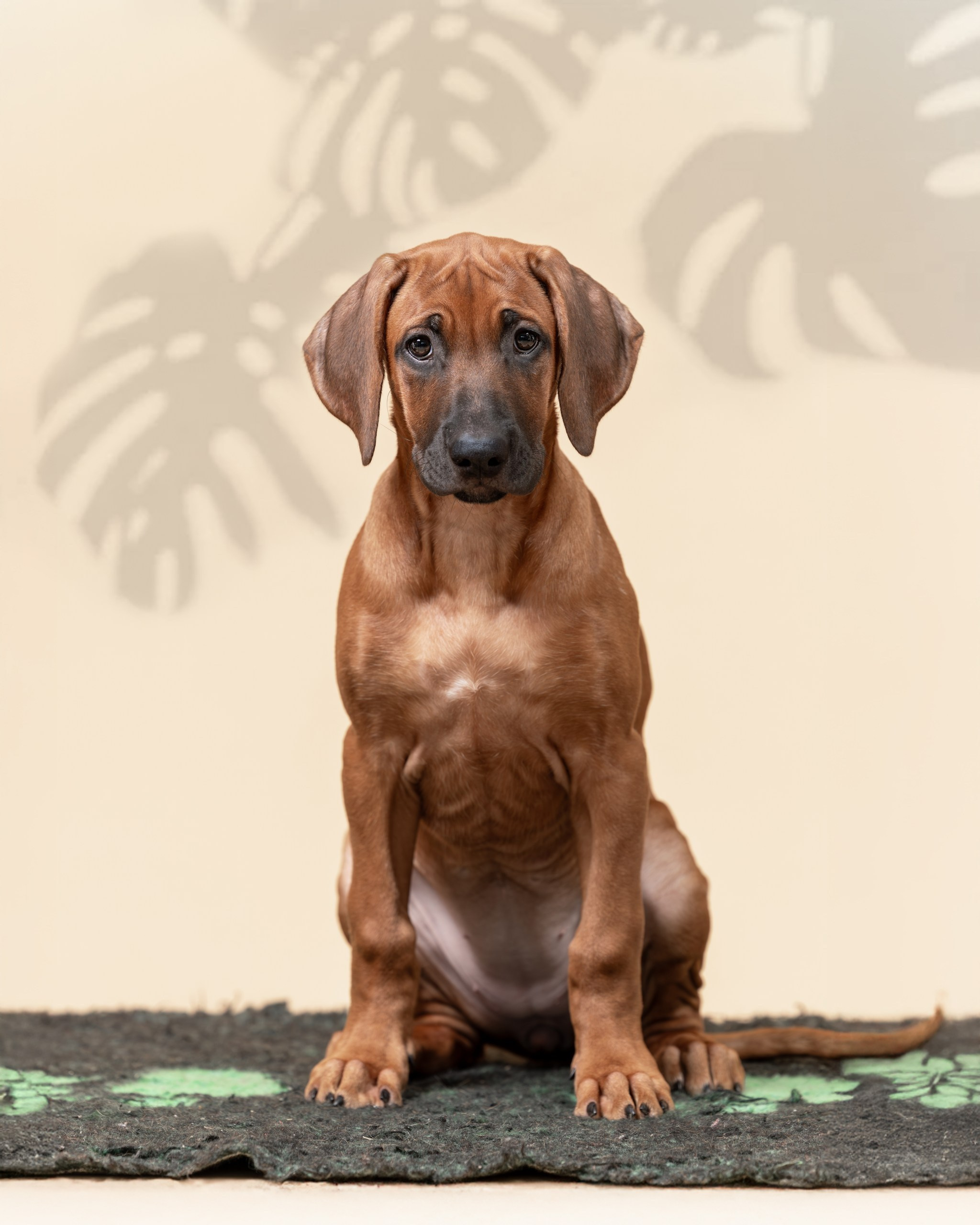 VIVA VERITAS Iz Doma Narayzi (1). Rhodesian Ridgebacks in St. Petersburg