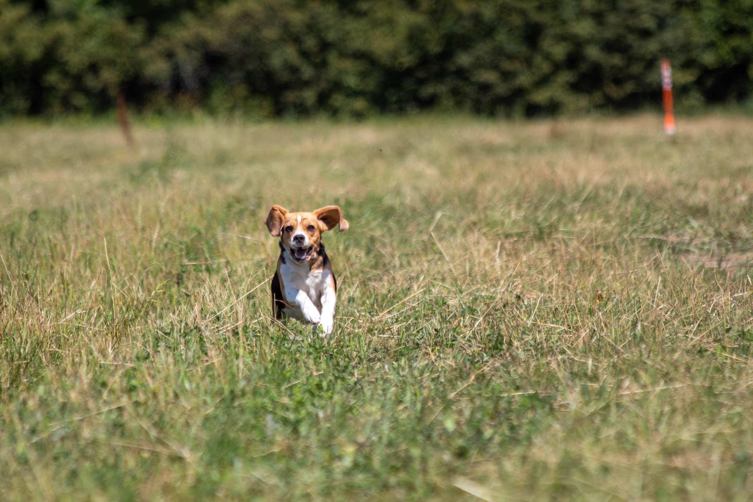 Охота как искусство Ясная поляна. Фотограф анималист — Тула, Москва