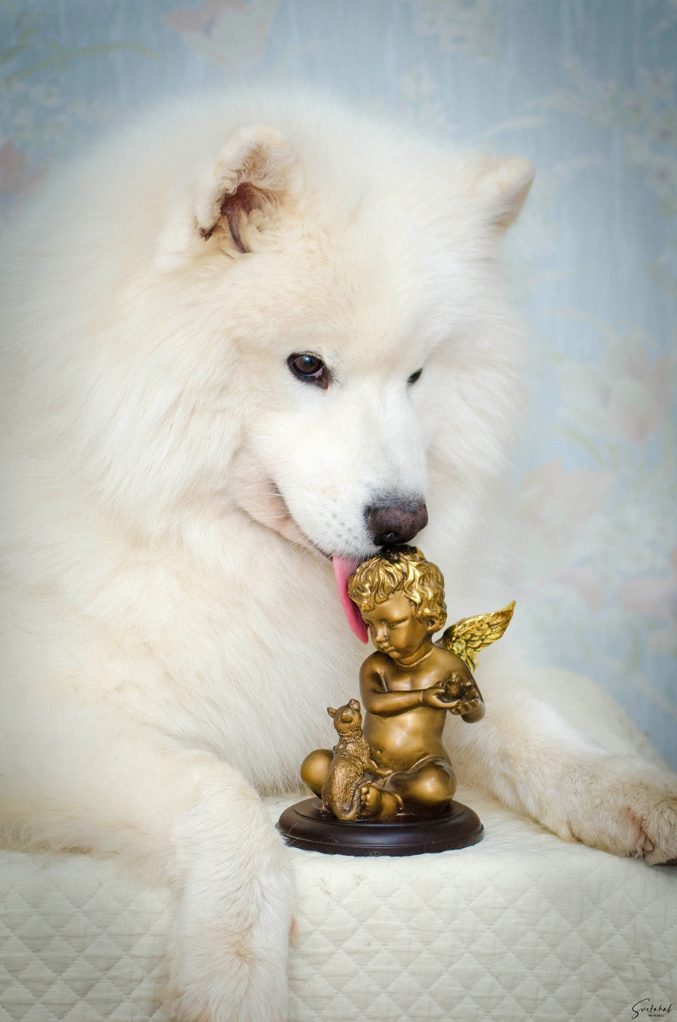 Собаки в домашних условиях. Slavilada-Лапки. Свет. Любовь… Профессиональная фотосессия питомцев Для памяти, пристройства и продажи. Хабаровск