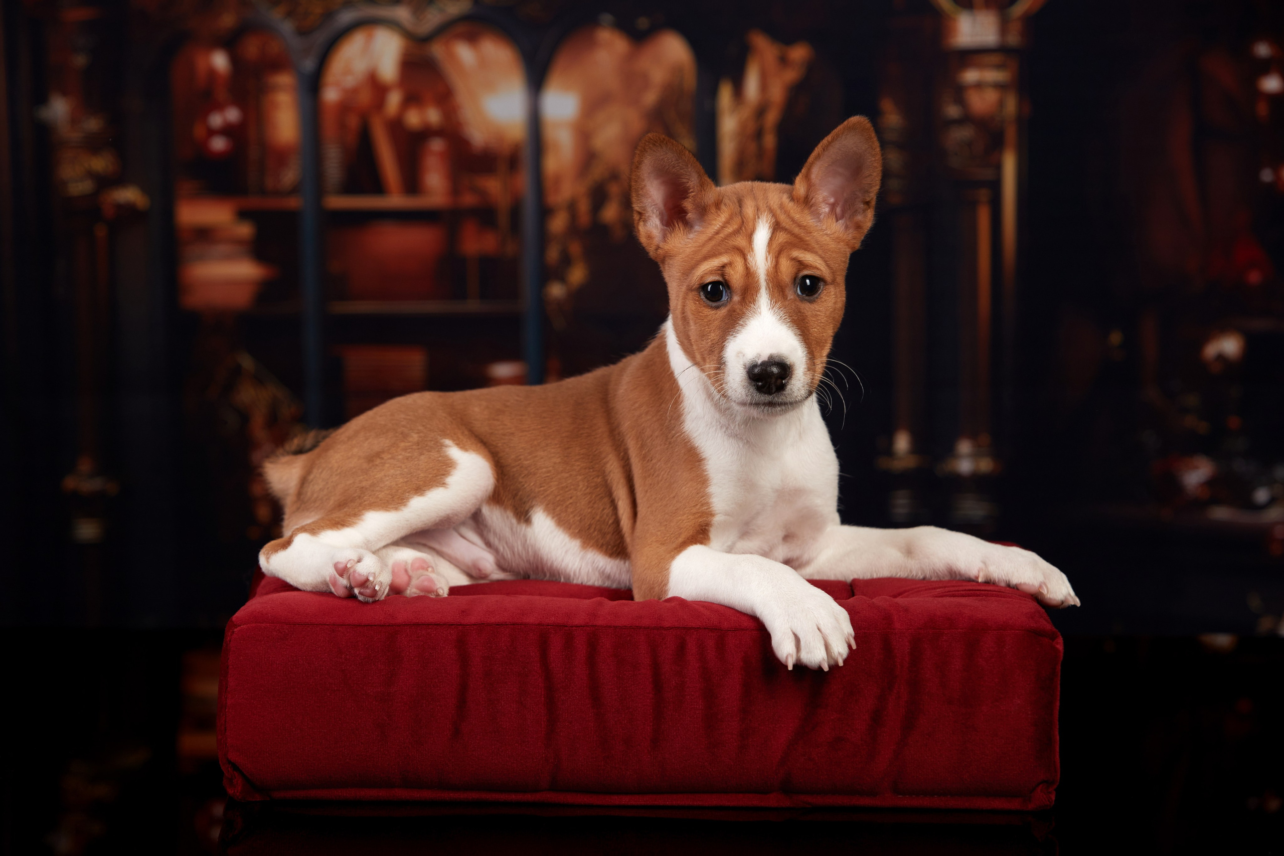 ФОТОСЪЕМКА ЩЕНКОВ НА ДОМУ. ФОТОГРАФ-АНИМАЛИСТ l LANA POLYAKOVA