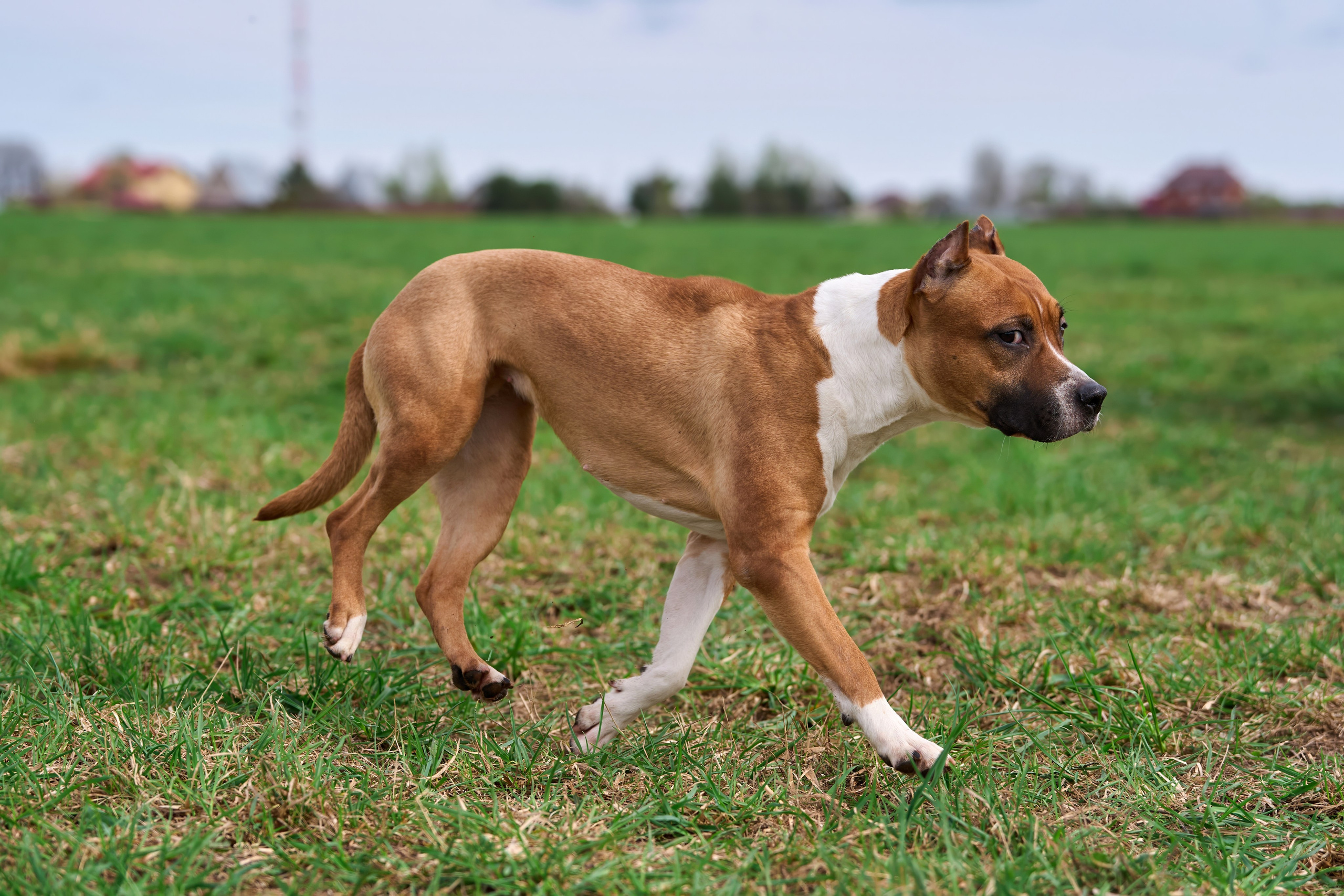 Тренировка по курсингу «на Ярославке». Фотограф-анималист Михаил Манухин