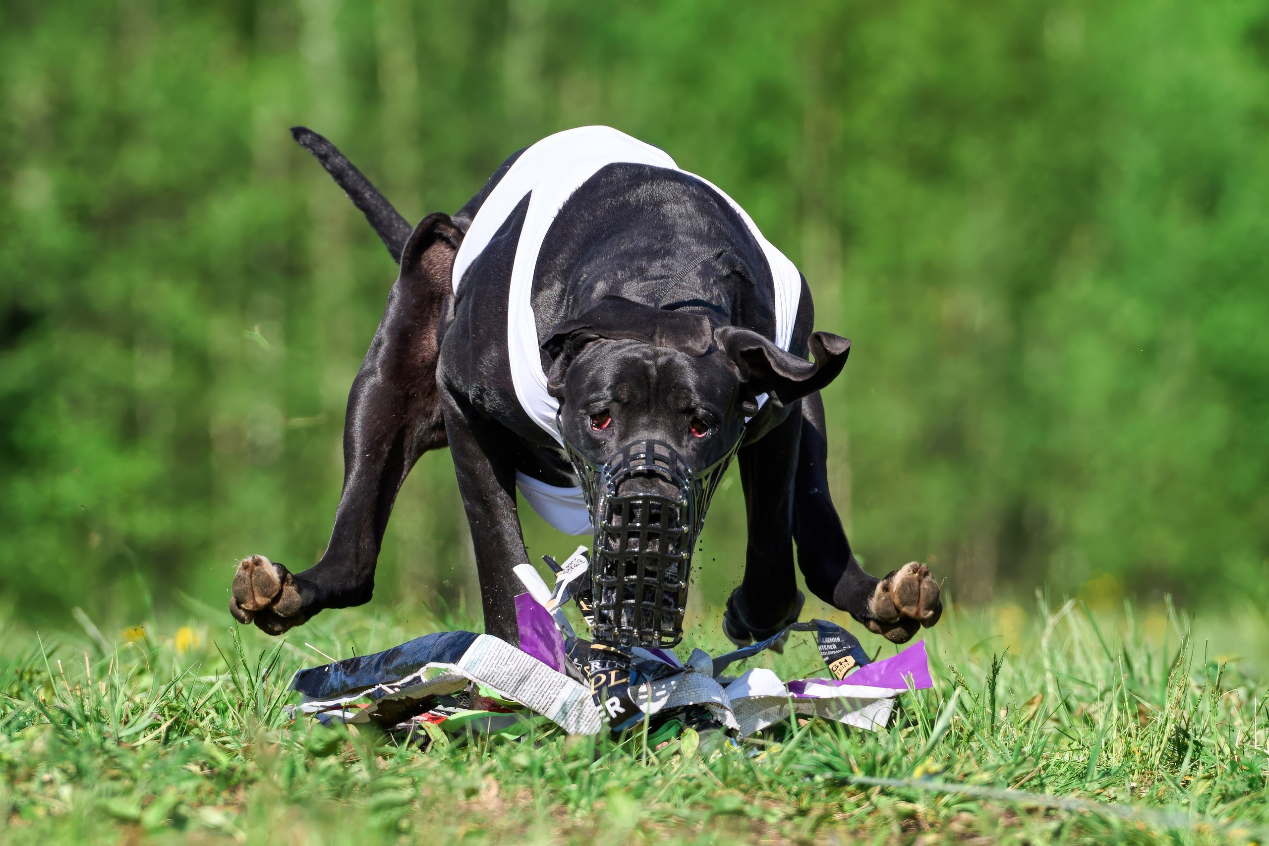 Квалификация по курсингу Донино. Фотограф-анималист Михаил Манухин