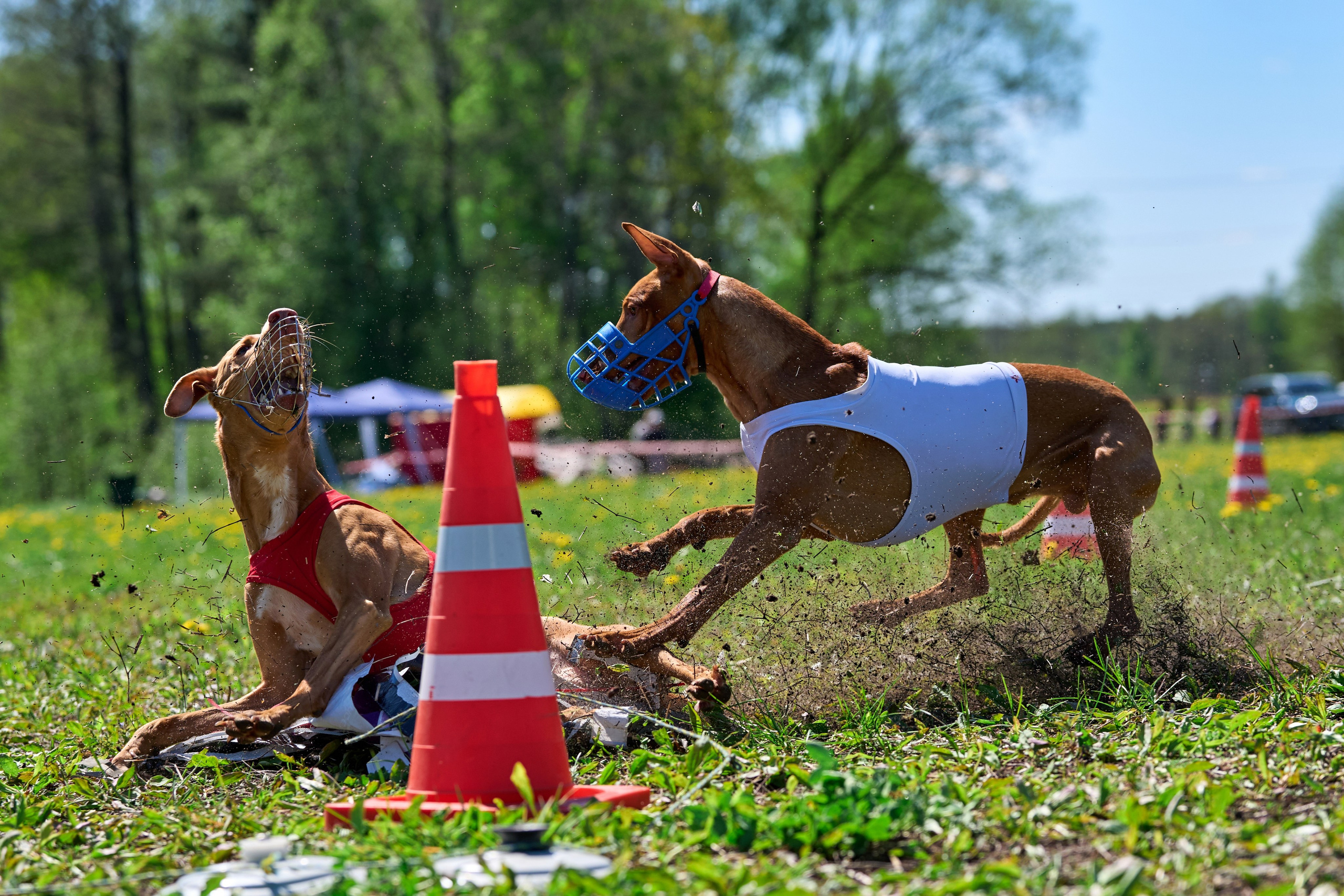 Квалификация по курсингу Донино. Фотограф-анималист Михаил Манухин