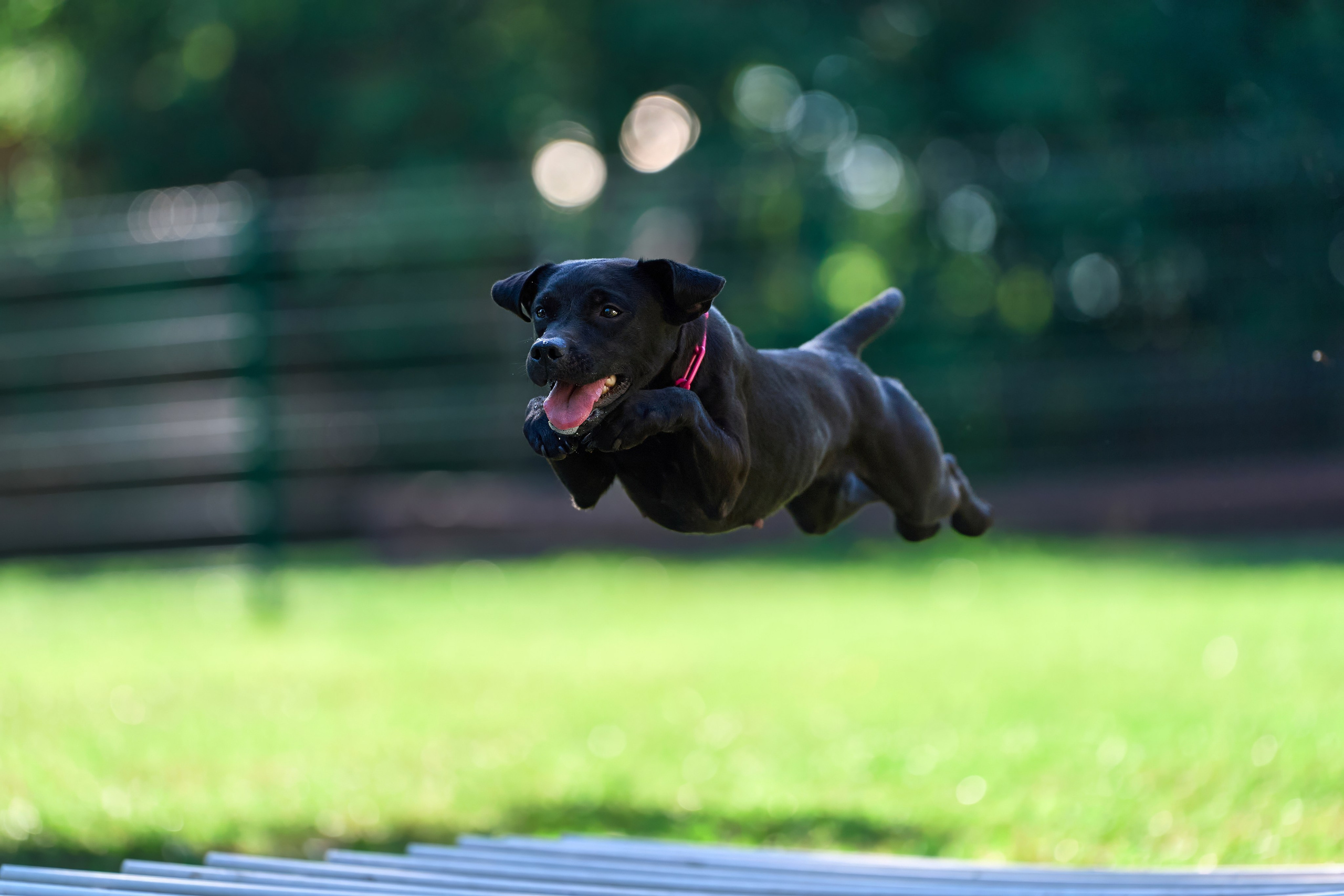 Jump'n'Gym JUMP! — 2024. Фотограф-анималист Михаил Манухин