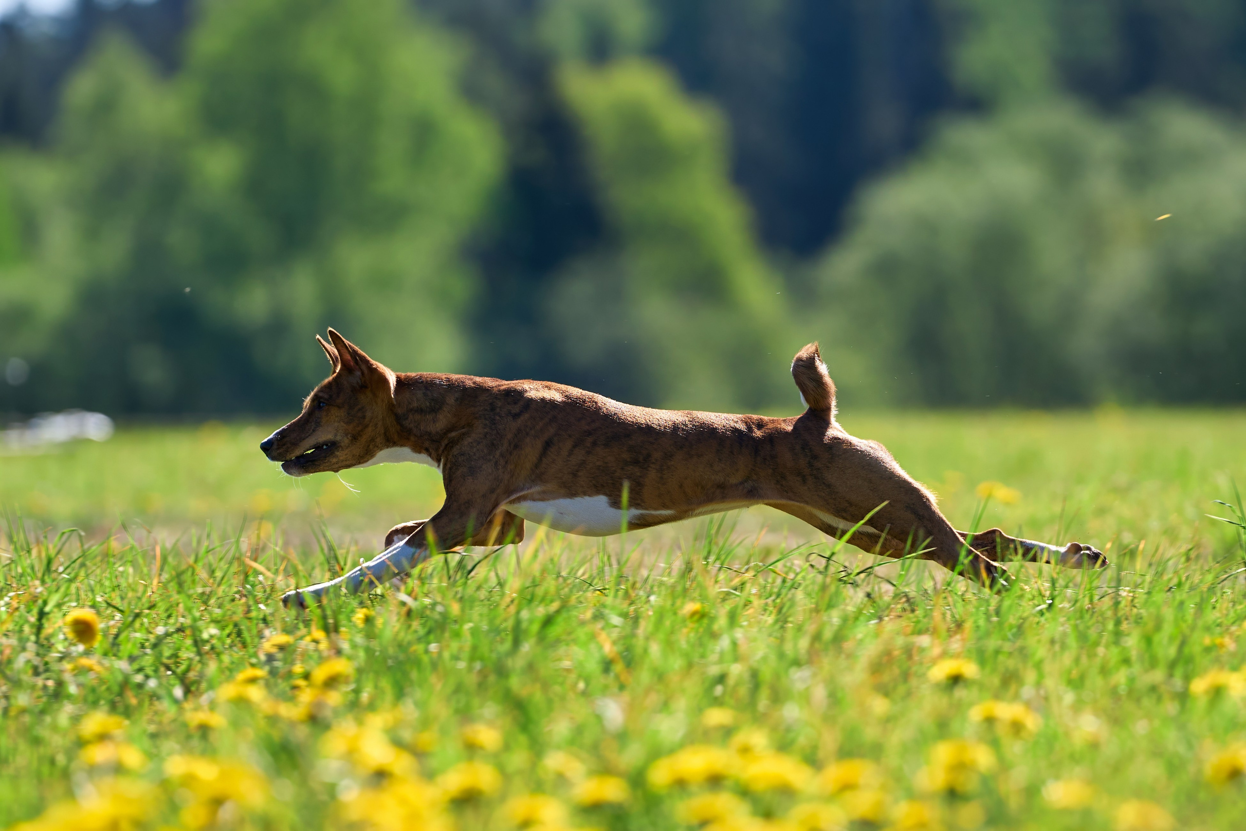 Тренировка по курсингу «на Ярославке». Фотограф-анималист Михаил Манухин