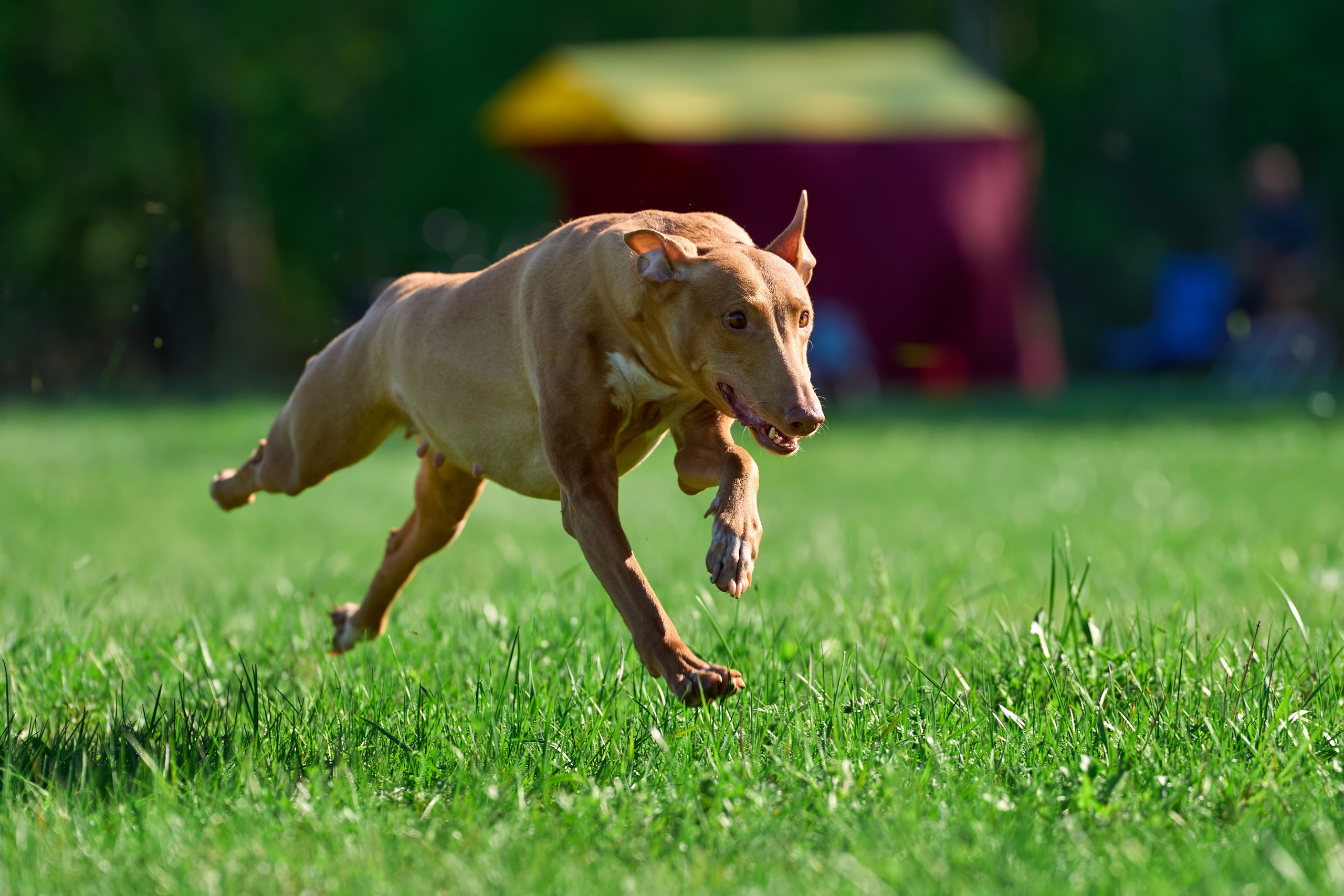 Тренировка по курсингу Донино. Фотограф-анималист Михаил Манухин